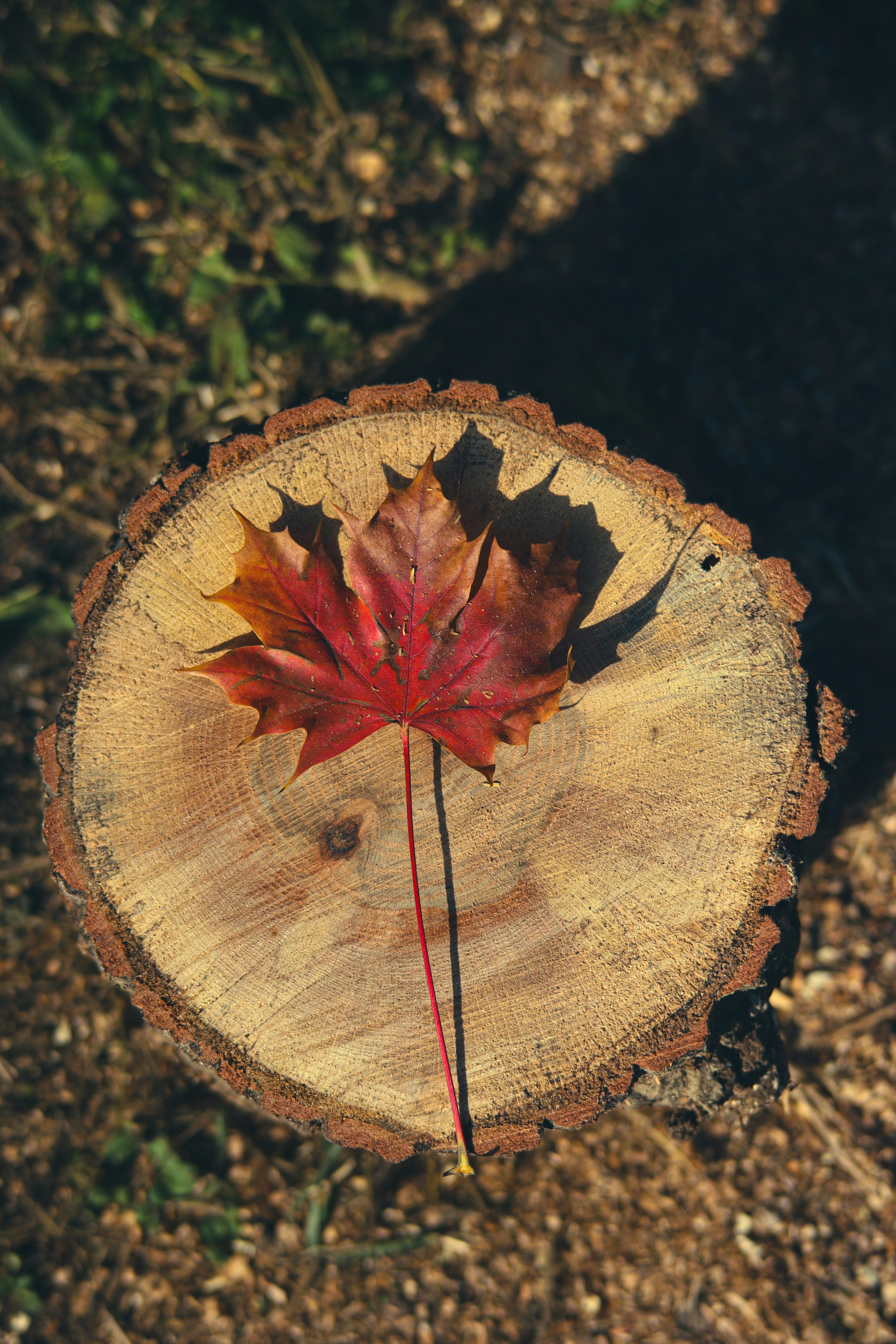 טיפול בגינון ובמרחב הפתוח בעתות של טראומה, דחק חריף ואובדן