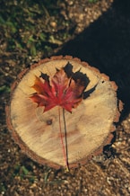 A tree stump with a leaf on it