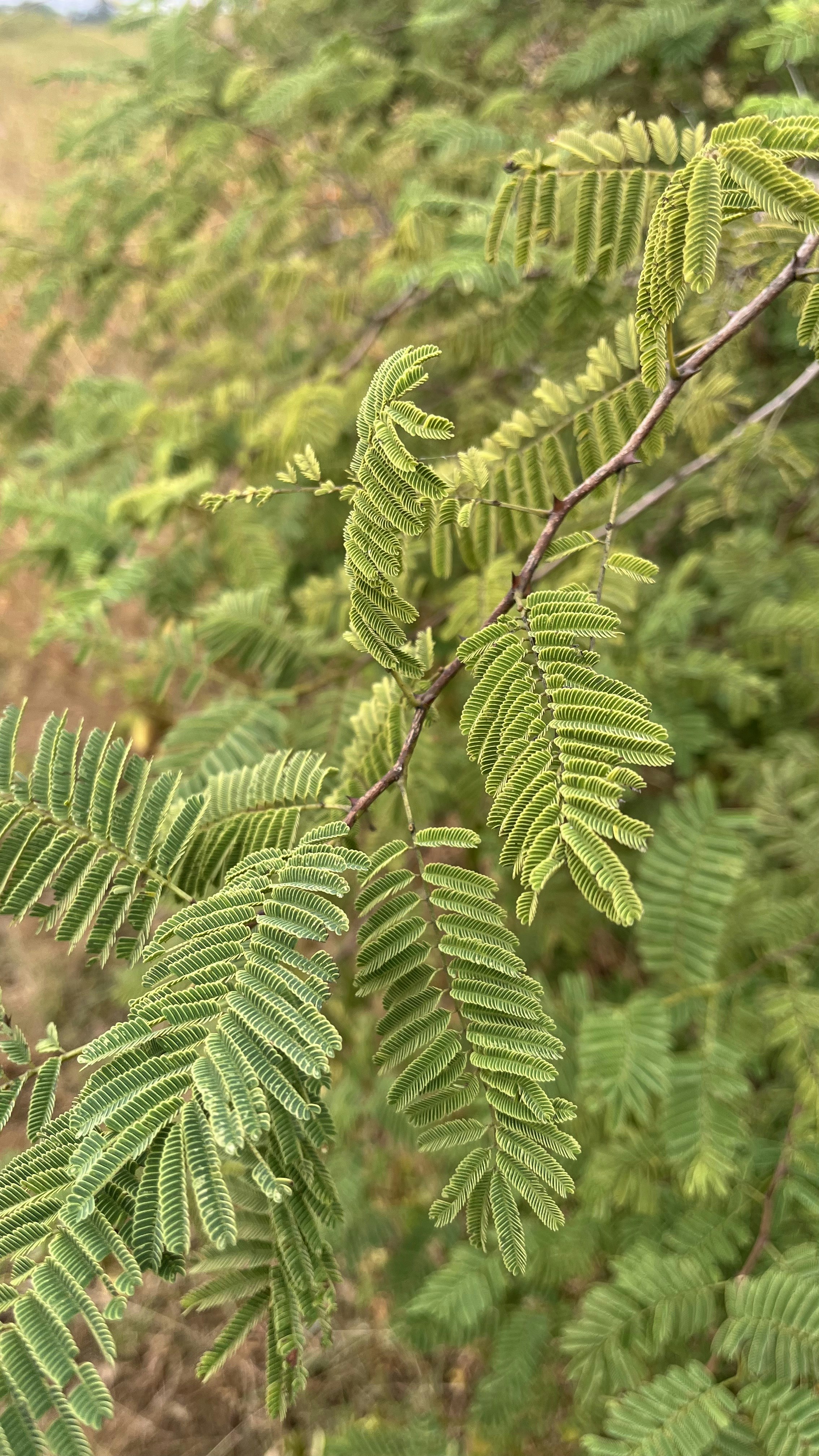 Photo by Vishwasa Navada K