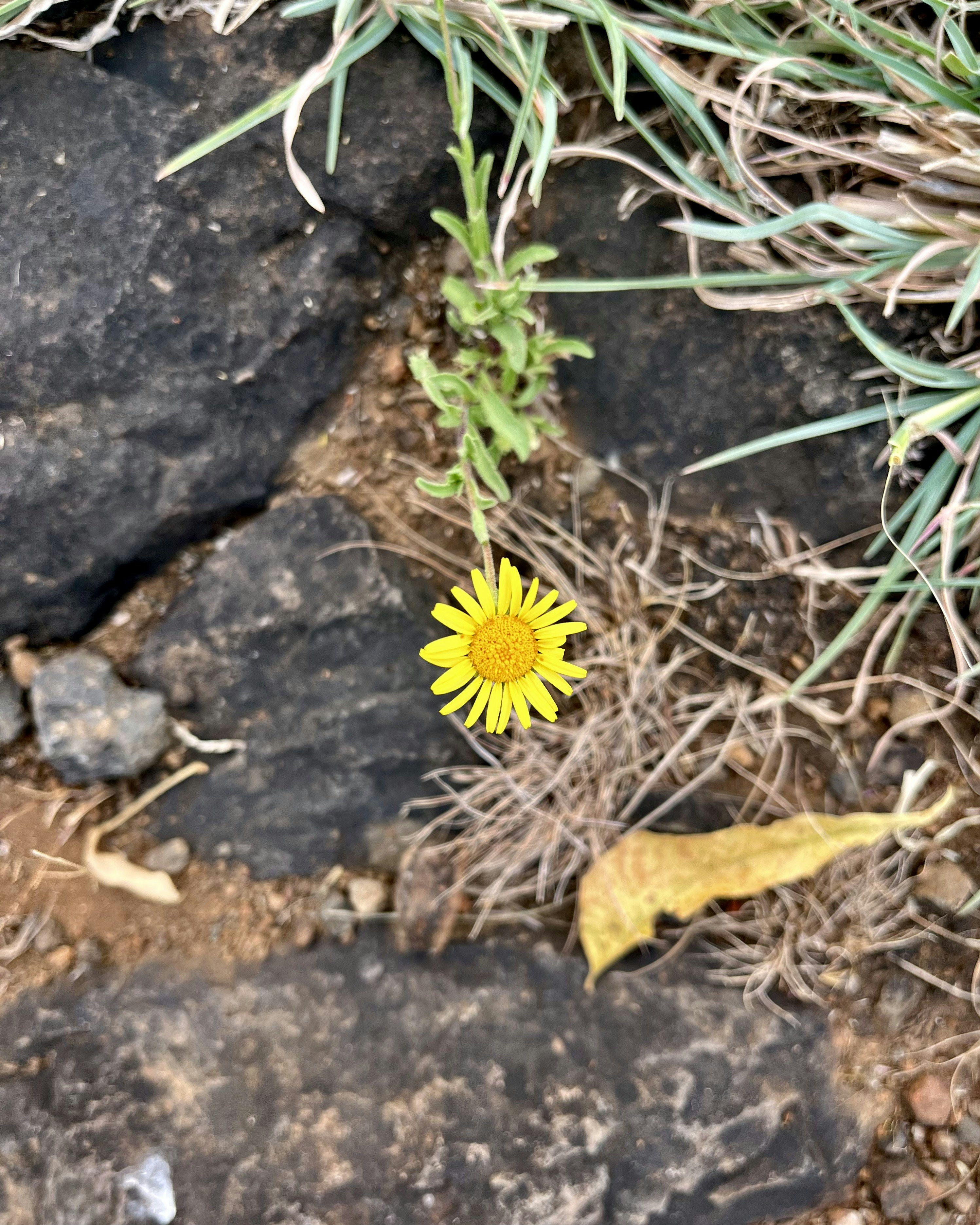 Photo by Vishwasa Navada K