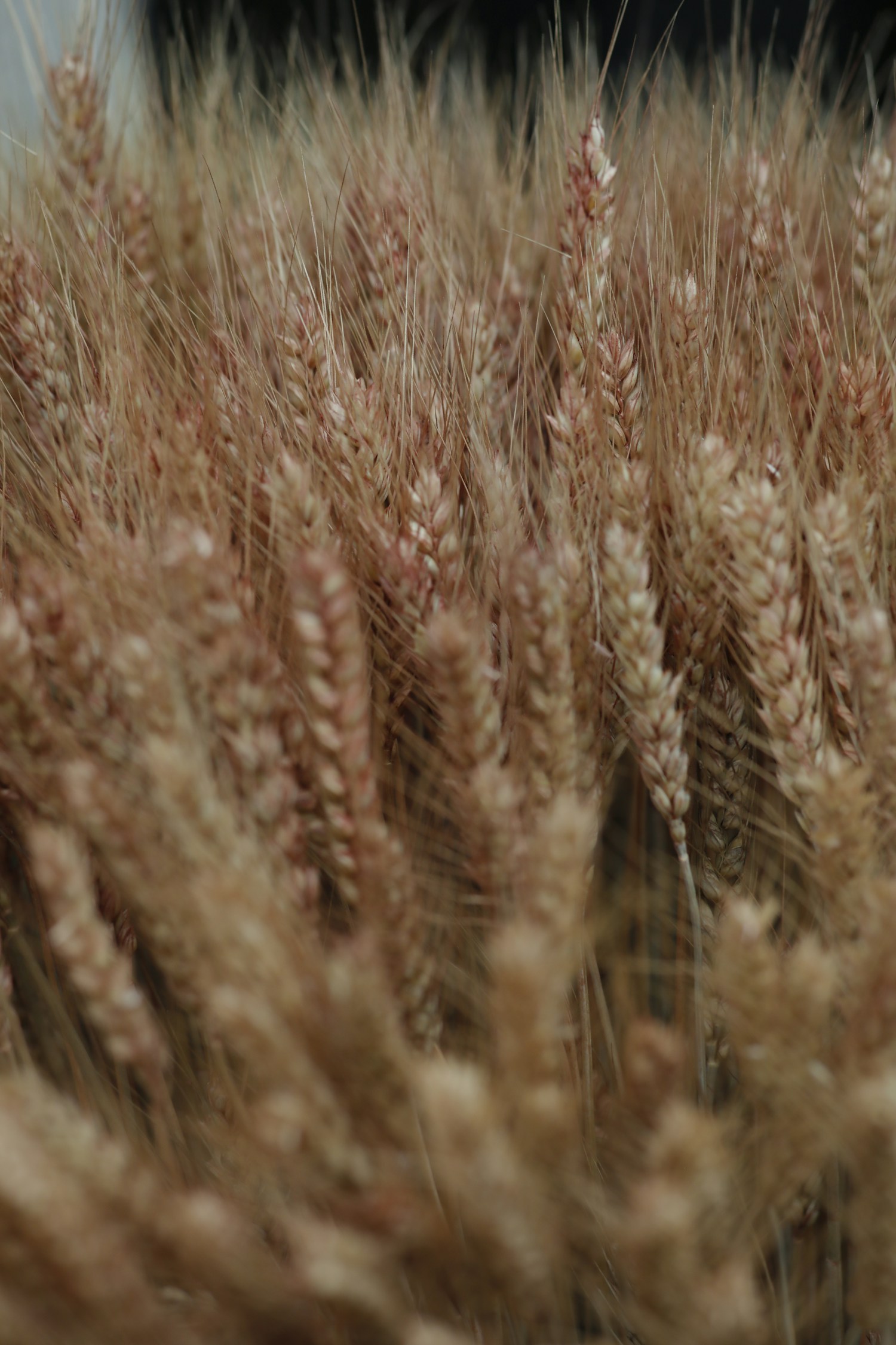 Image 2 Alt Text