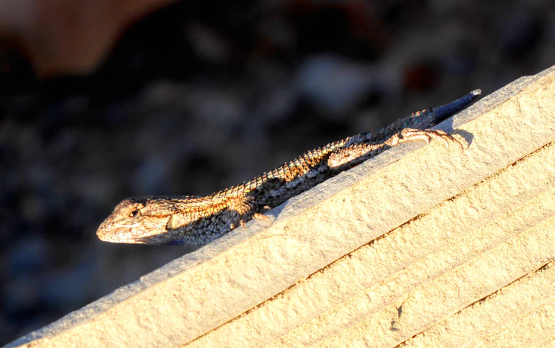 Red-backed Salamander (Plethodon cinereus) in natural habitat