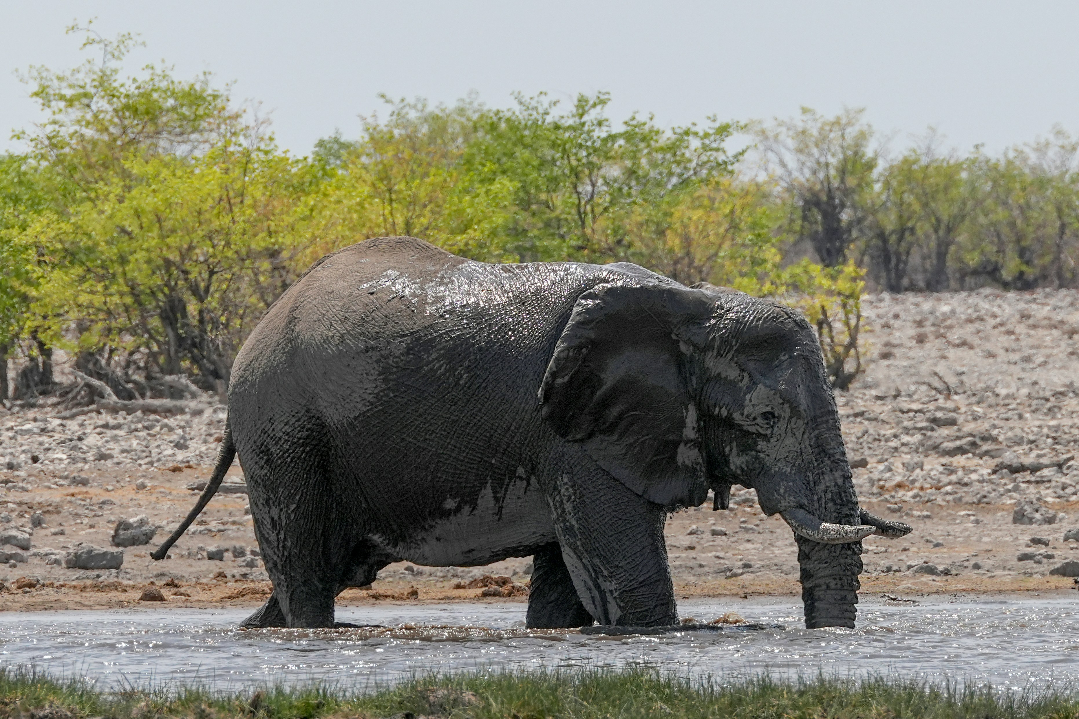 An elephant is standing in a body of water