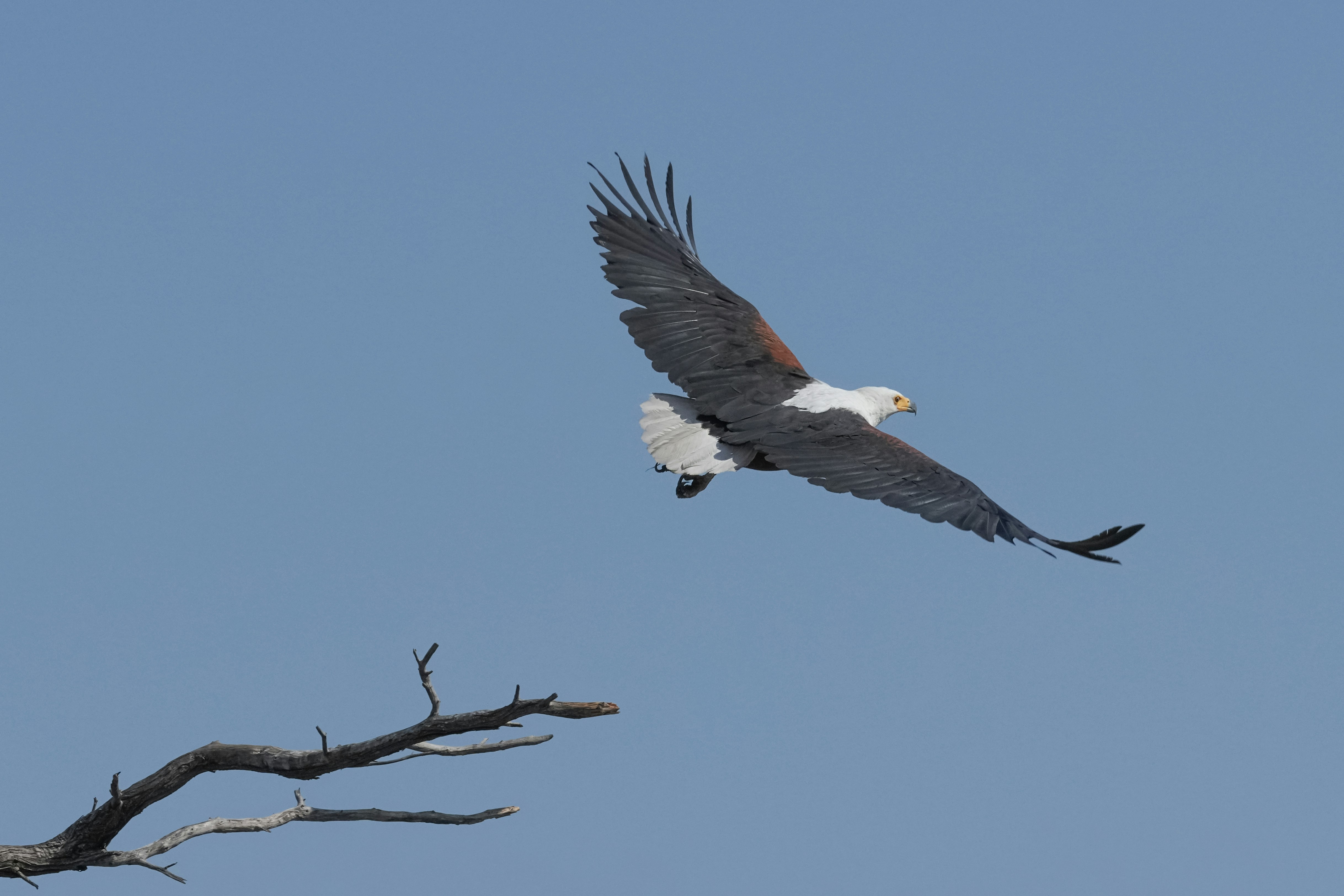 Fish Eagle’s Nest