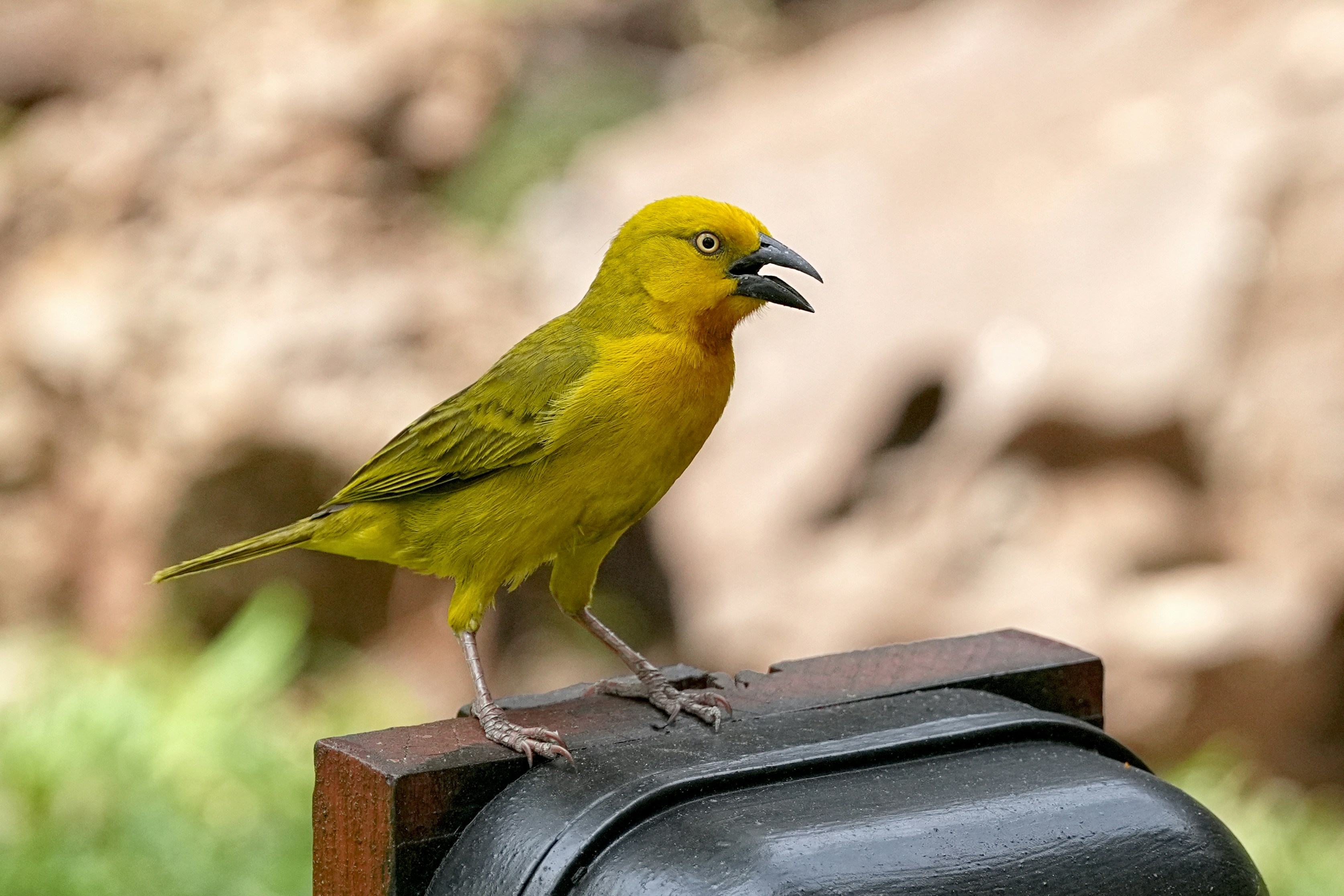 A yellow bird perched on top of a black box