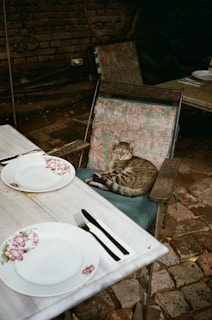 A cat sitting on top of a wooden table