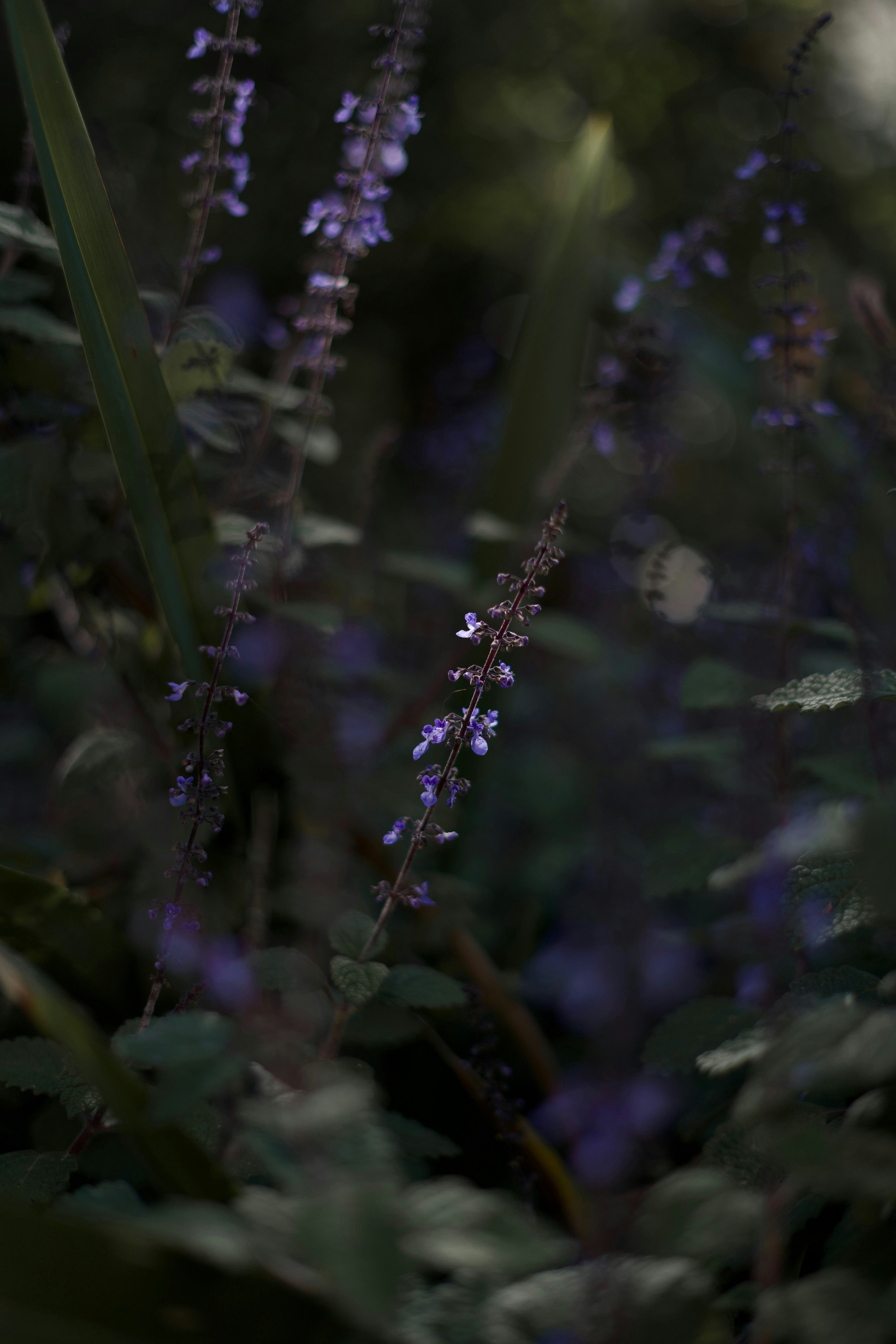 Photo by kris_verityamm