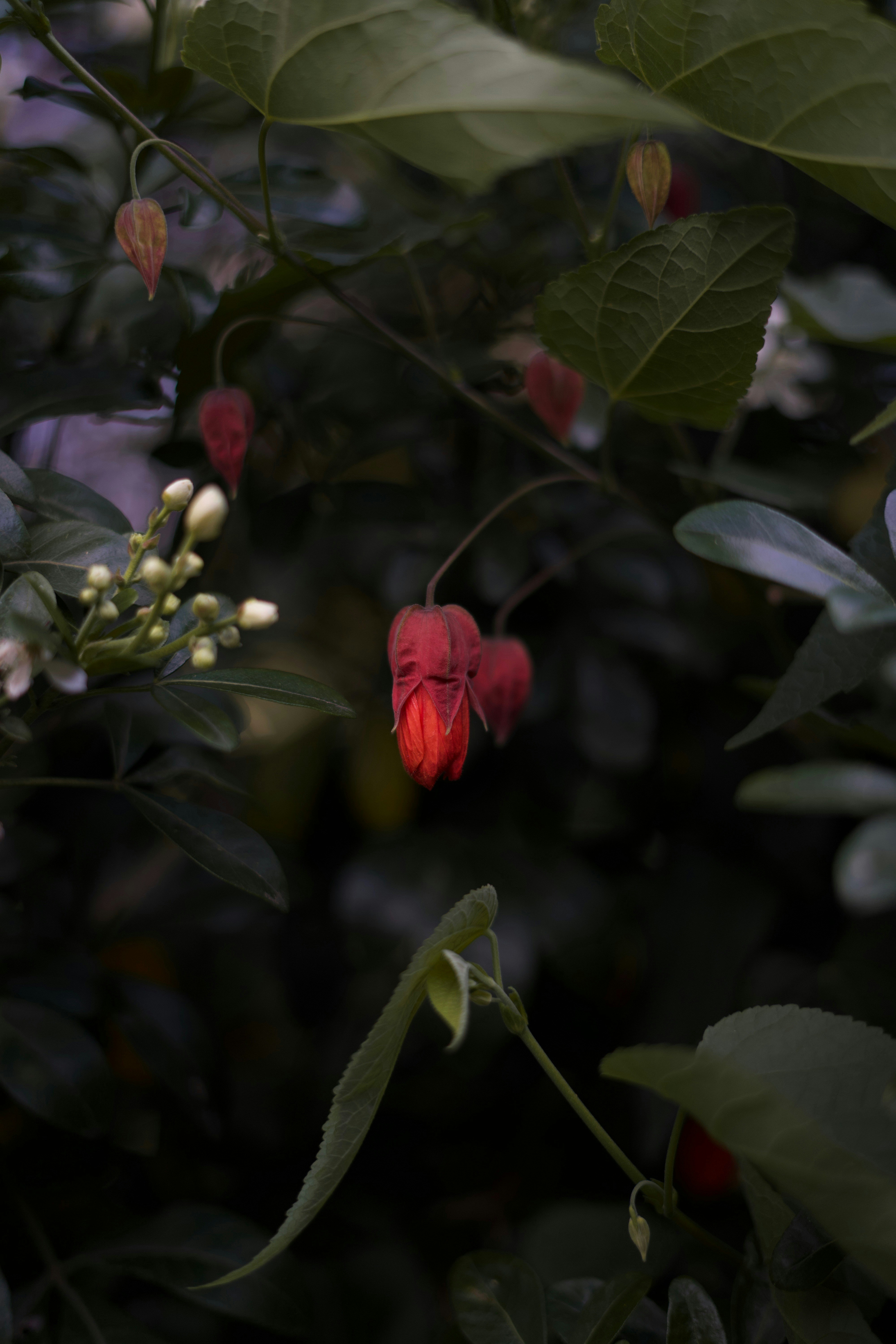 Photo by kris_verityamm