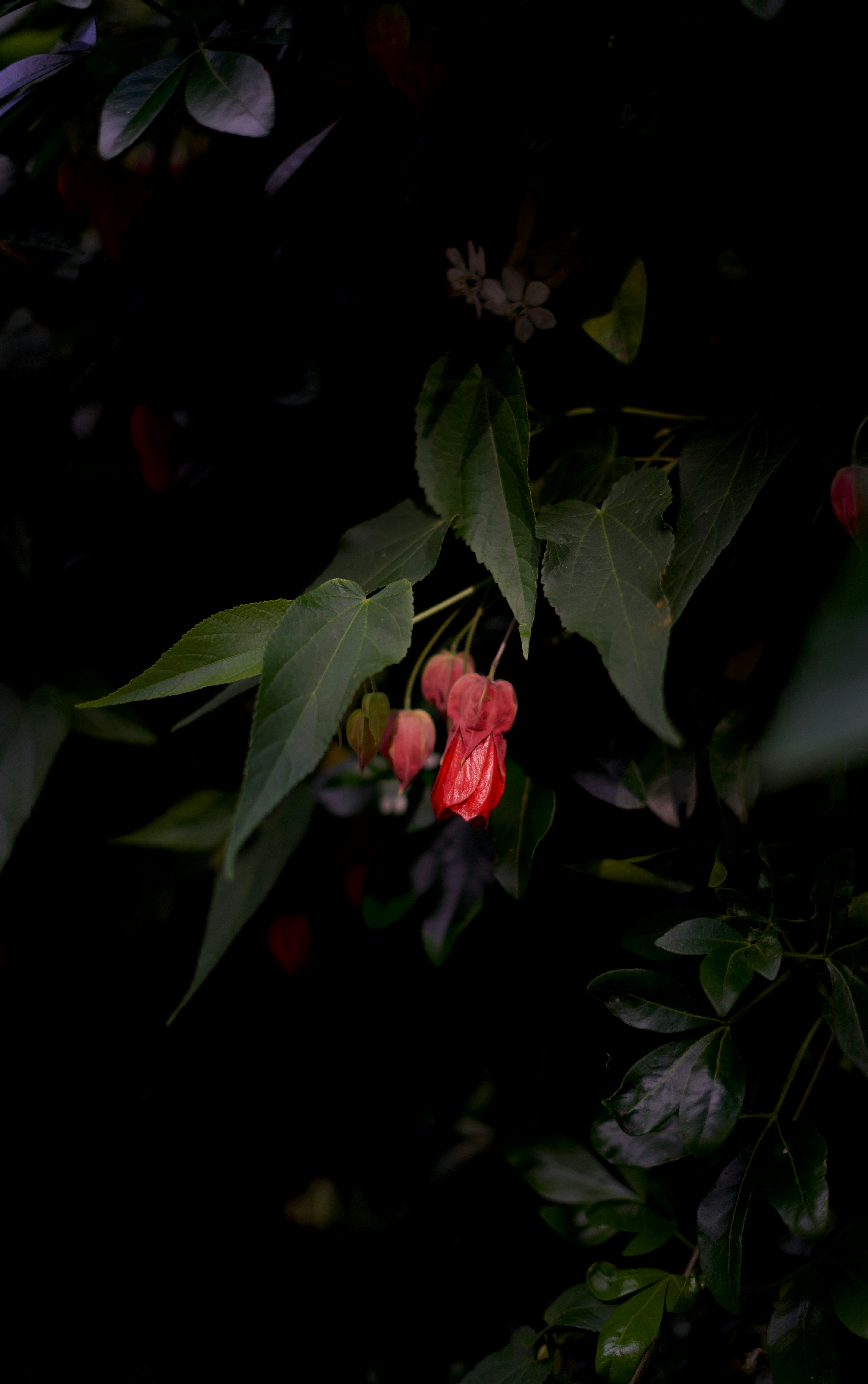 Photo by kris_verityamm