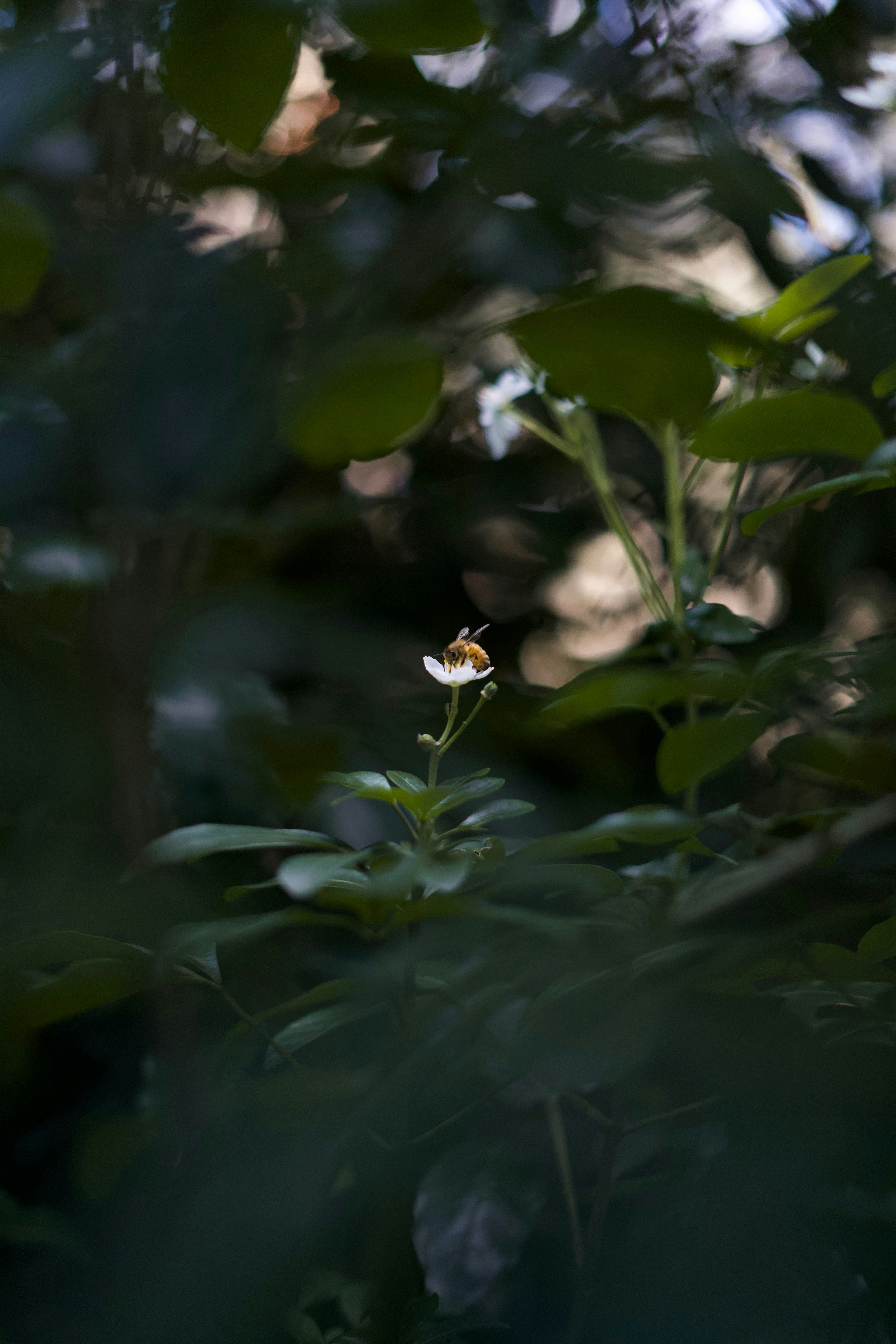 Photo by kris_verityamm