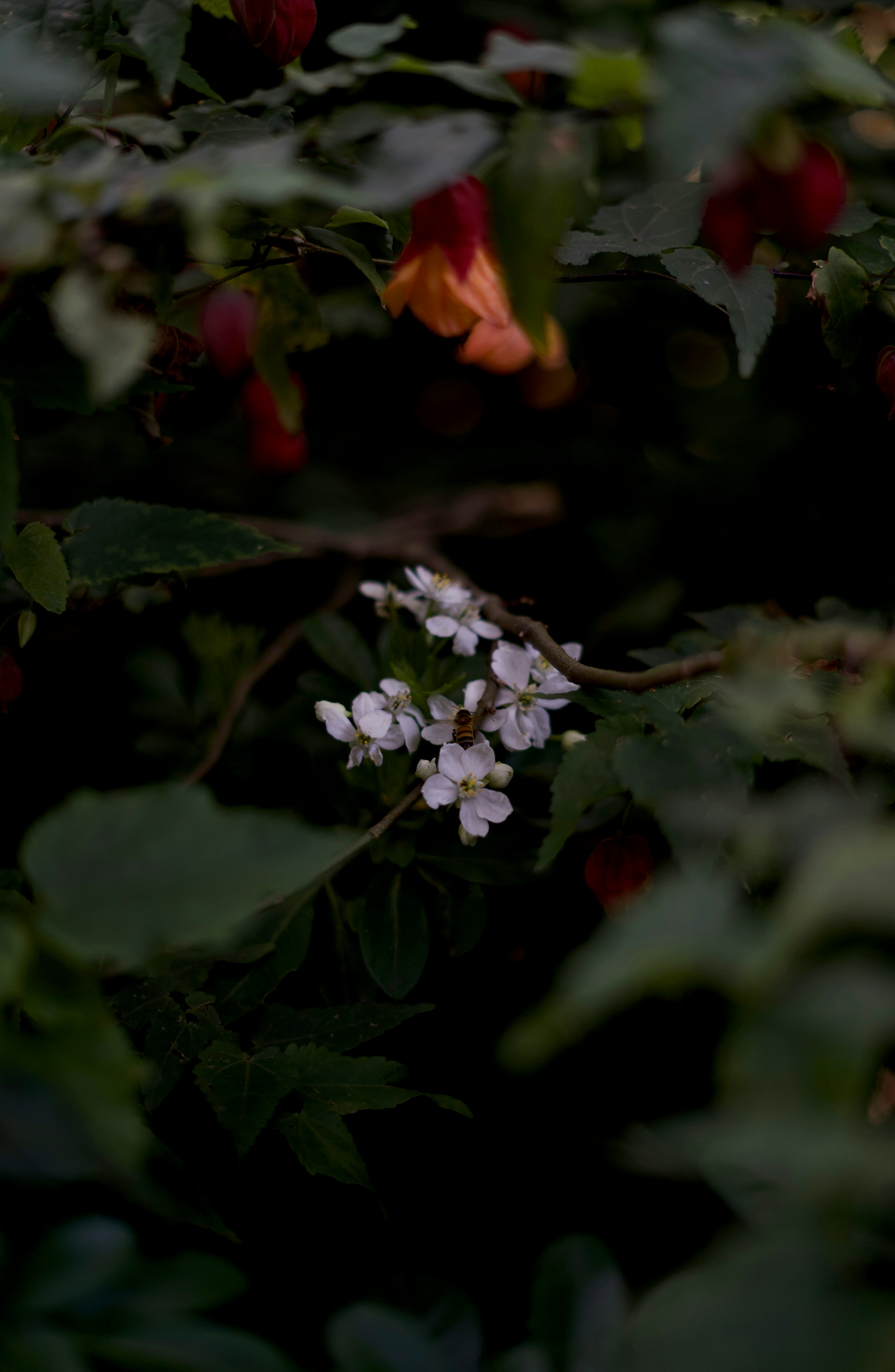 Photo by kris_verityamm