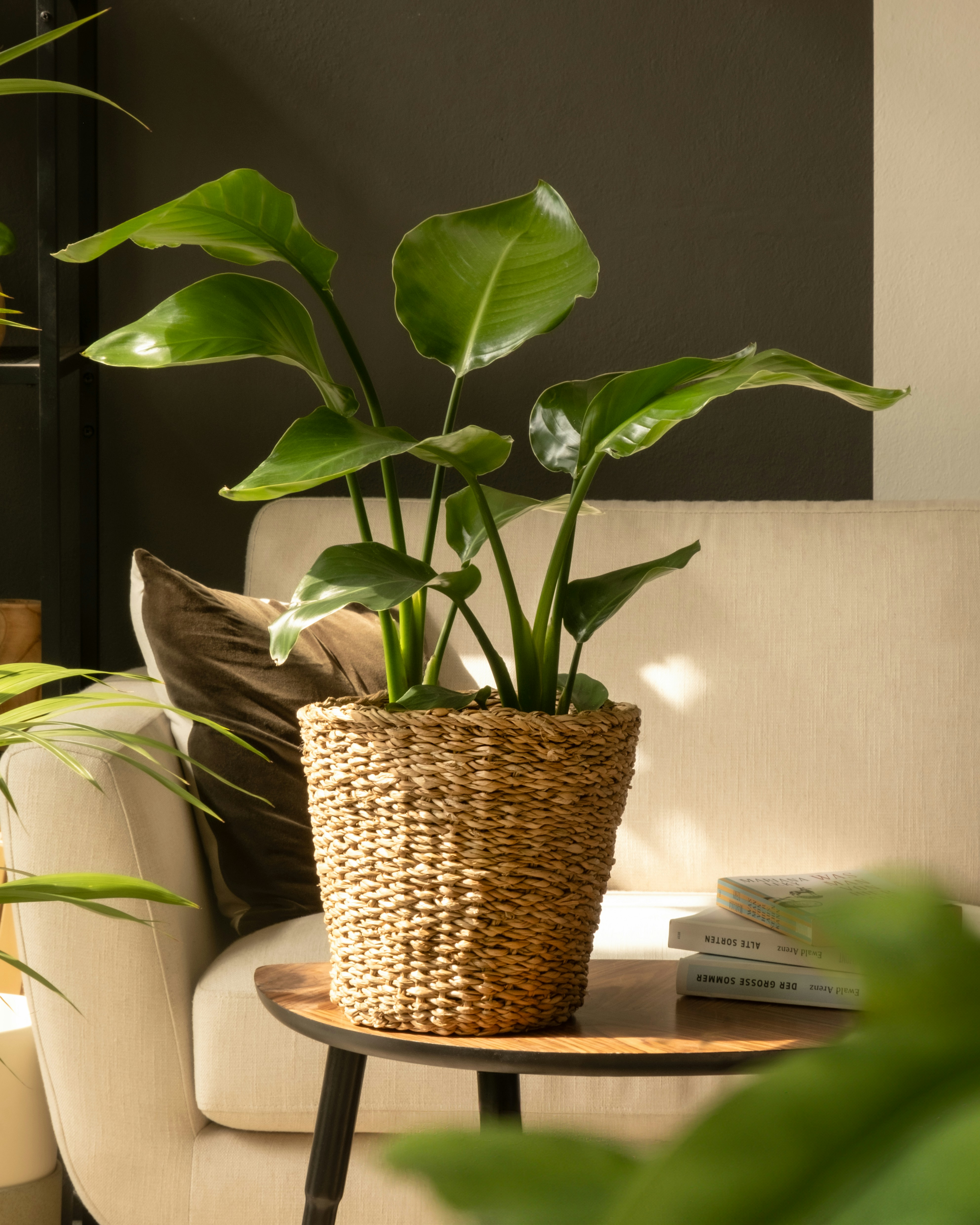 Photo by feeypflanzen