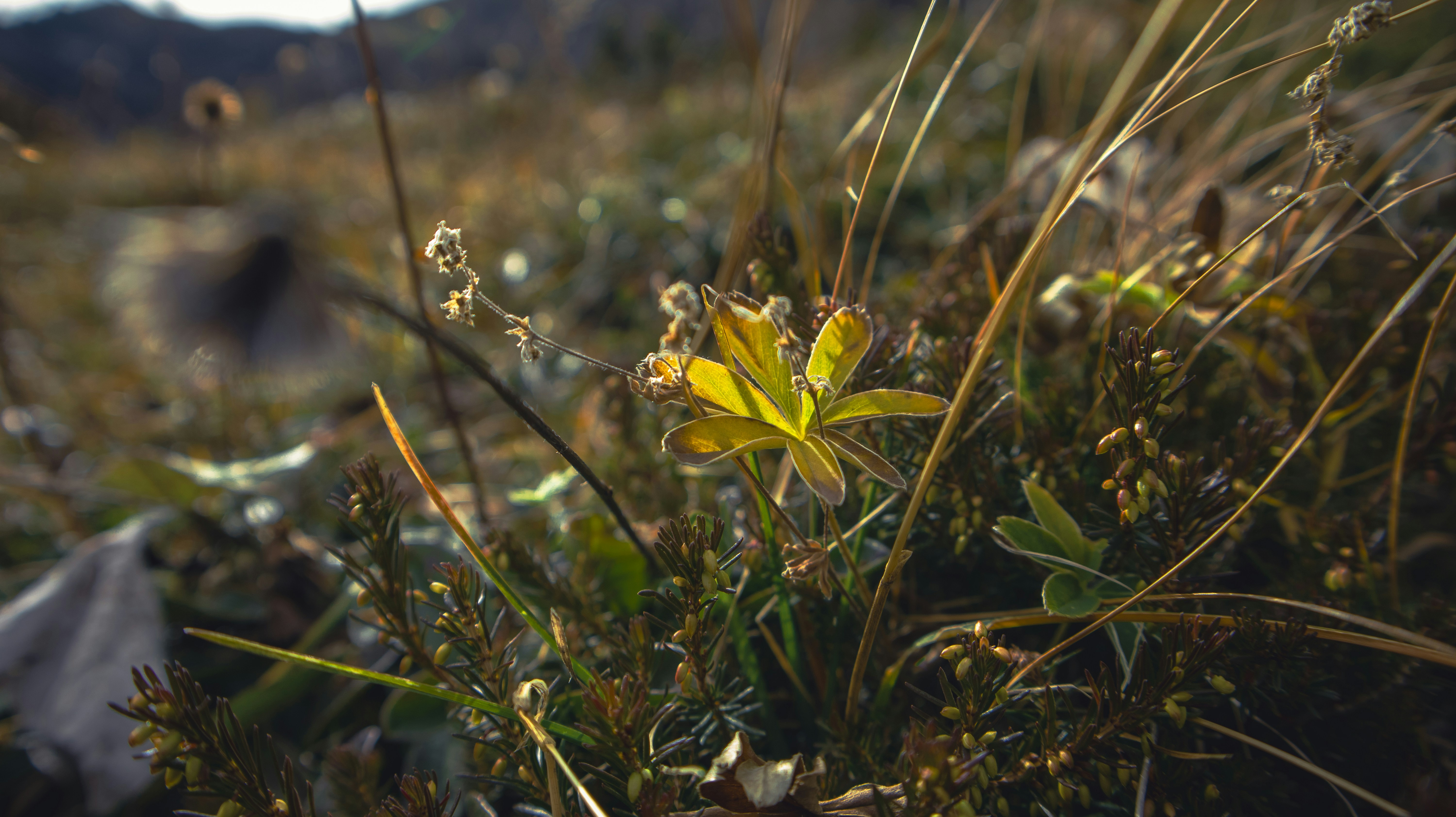 A small yellow flower in a grassy field