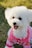 A small white dog wearing a pink shirt