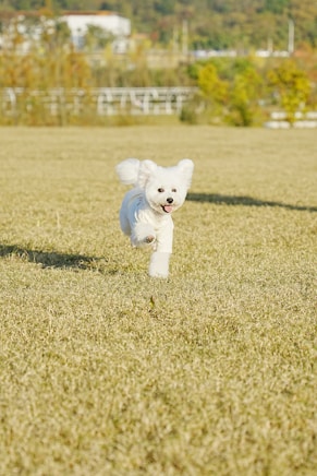 A small white dog running across a grass covered field
