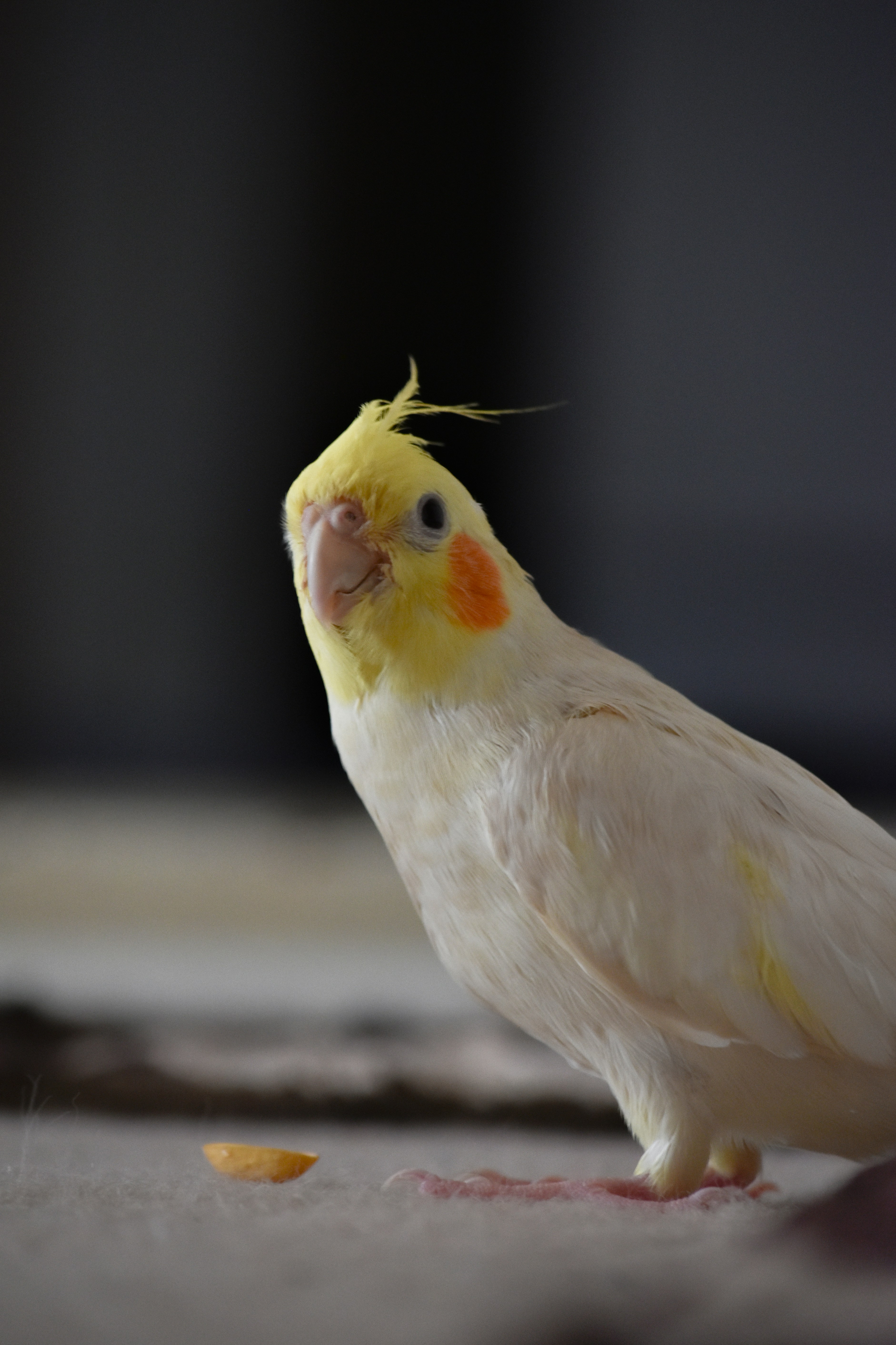 A yellow and white bird is standing on the floor