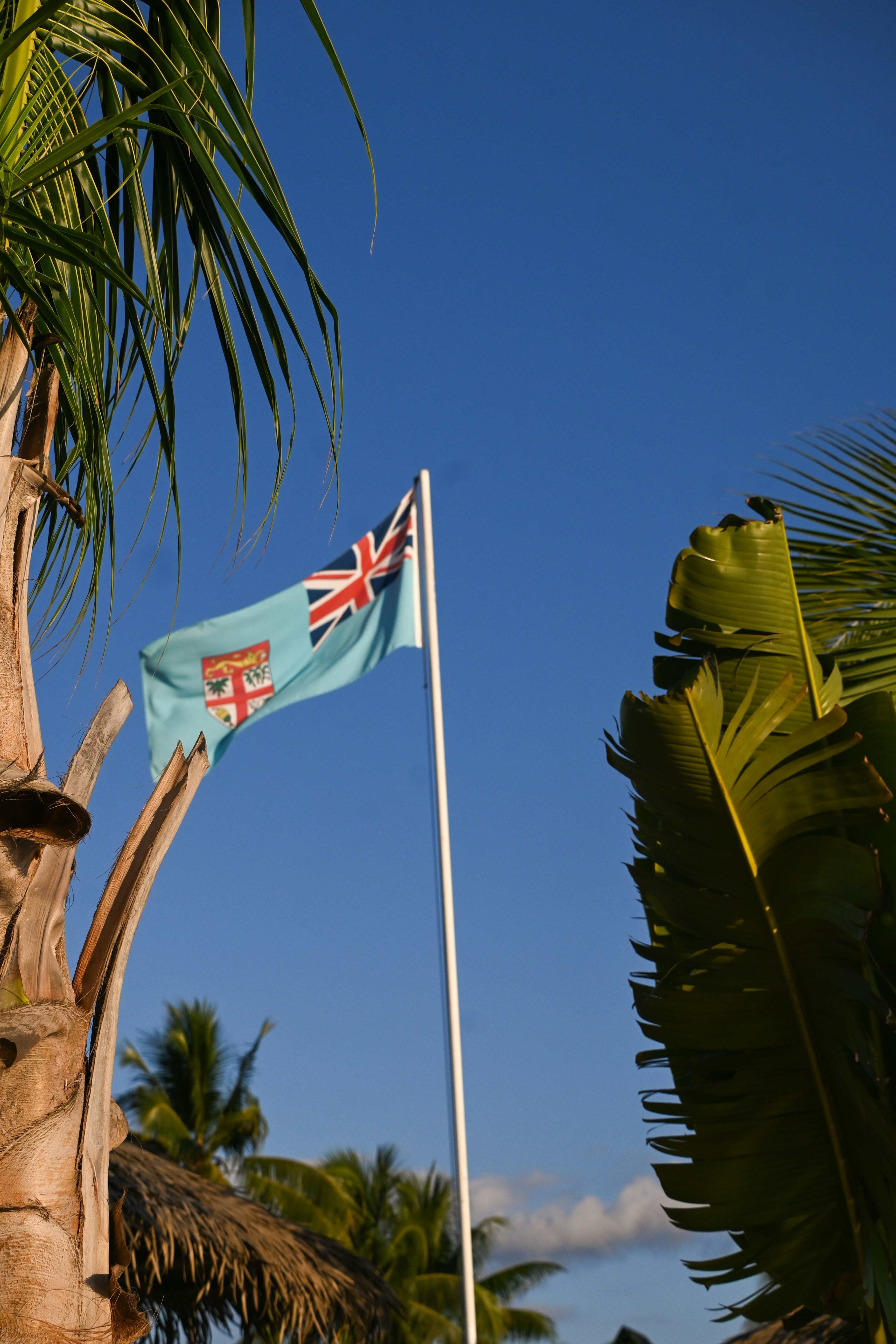 A flag flying on a pole next to a palm tree