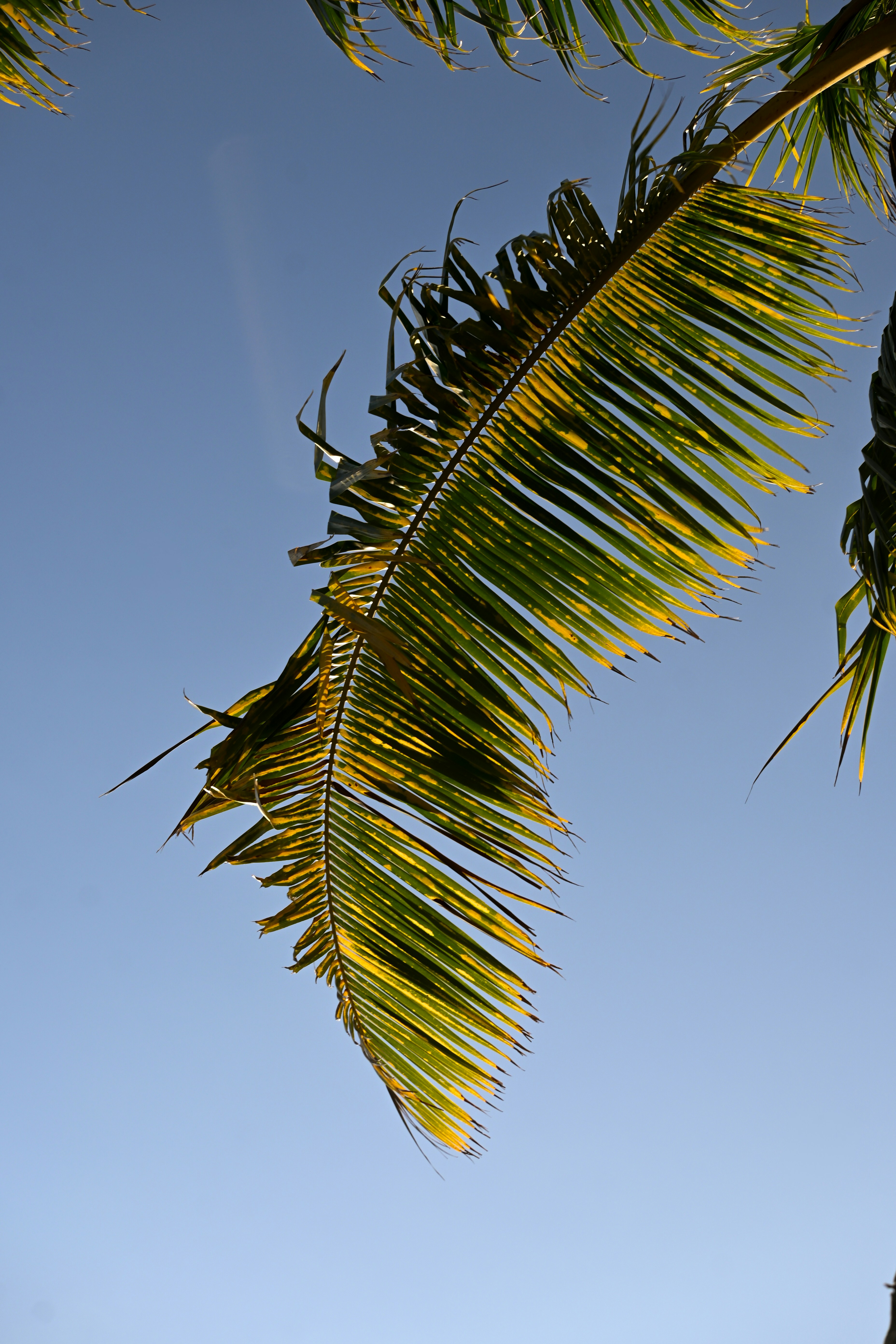 A close up of a palm tree with a blue sky in the background