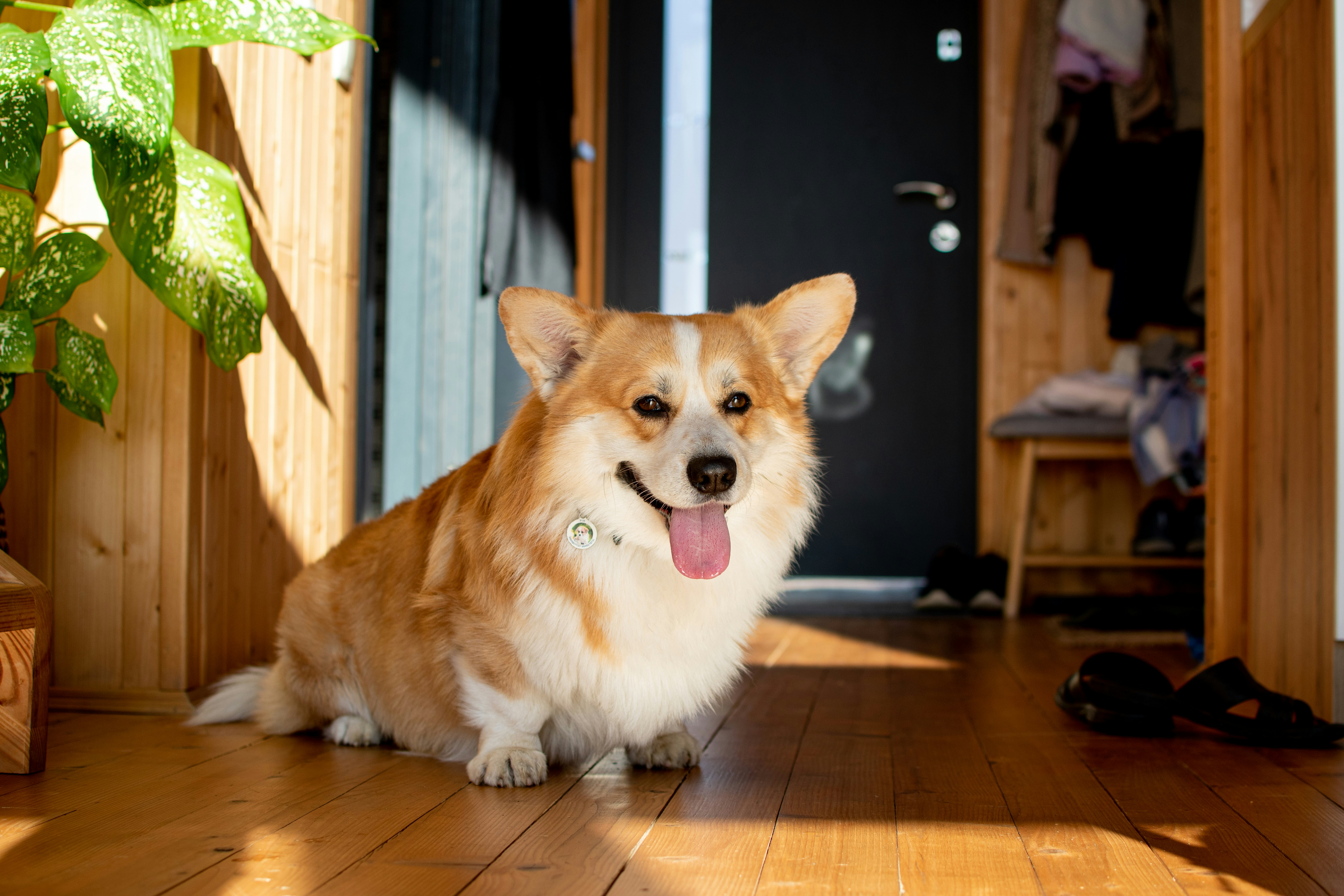 A dog sitting on the floor in front of a door photo – Free Human Image ...