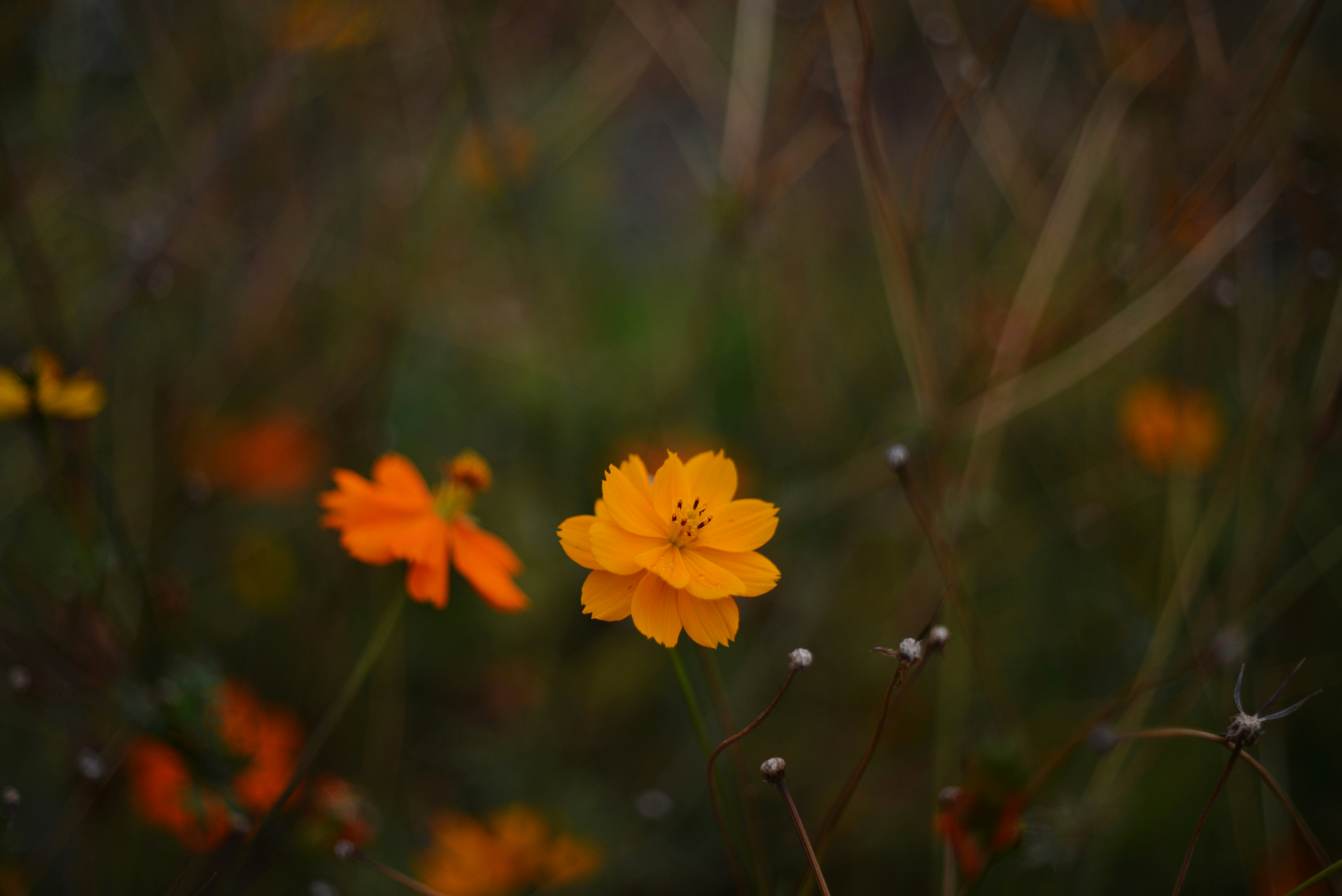 Photo by cherstve_pechivo