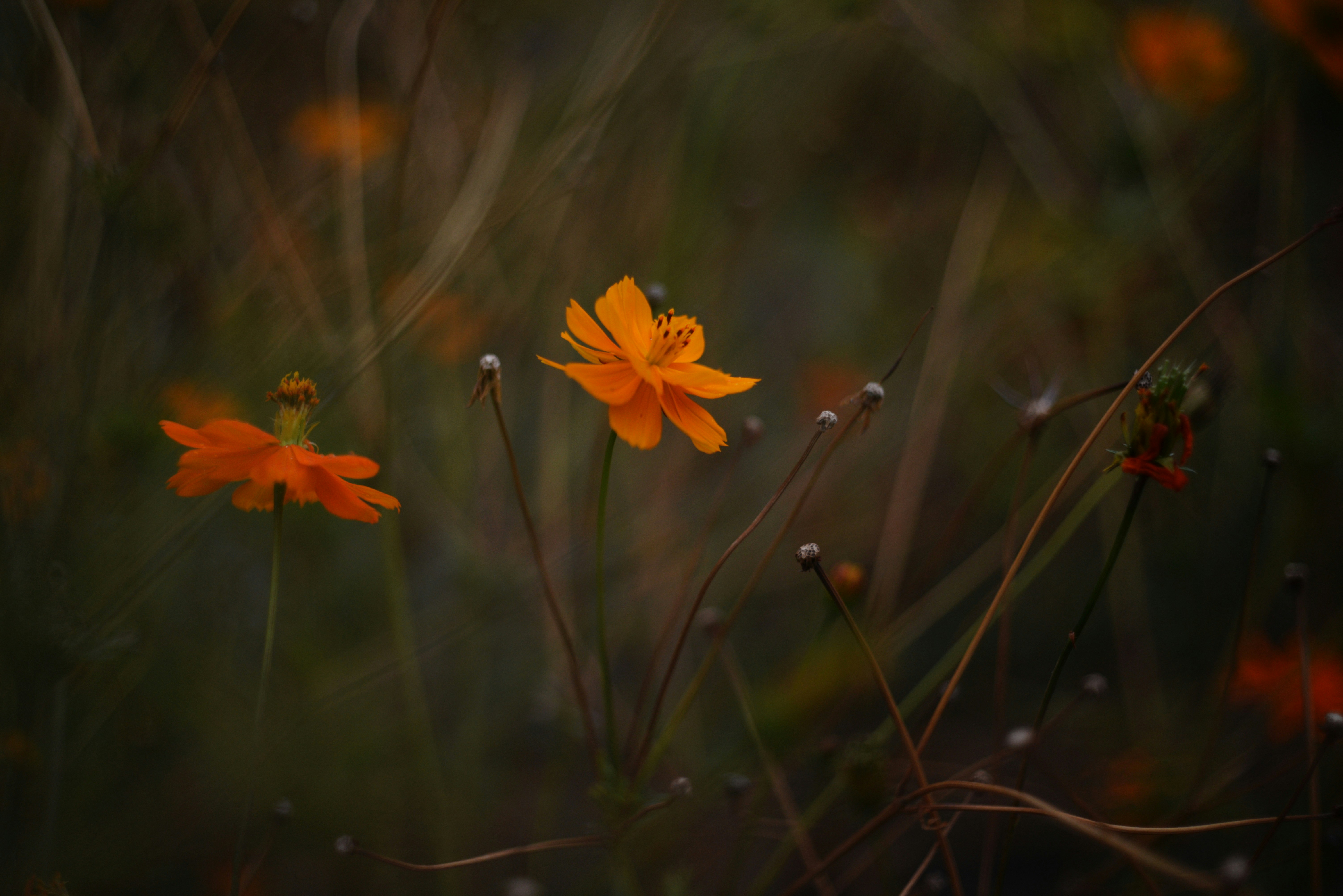 Photo by cherstve_pechivo