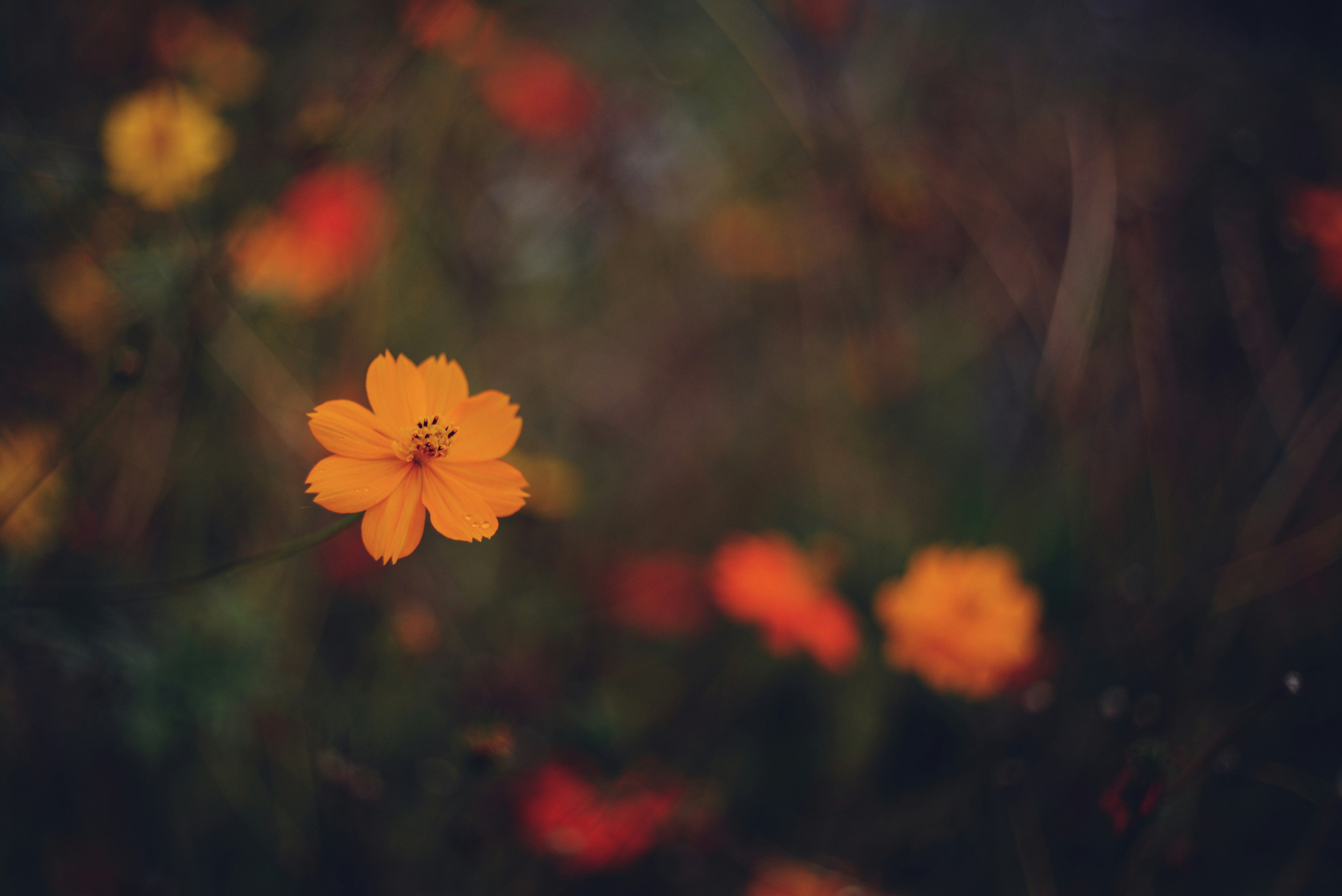 Photo by cherstve_pechivo