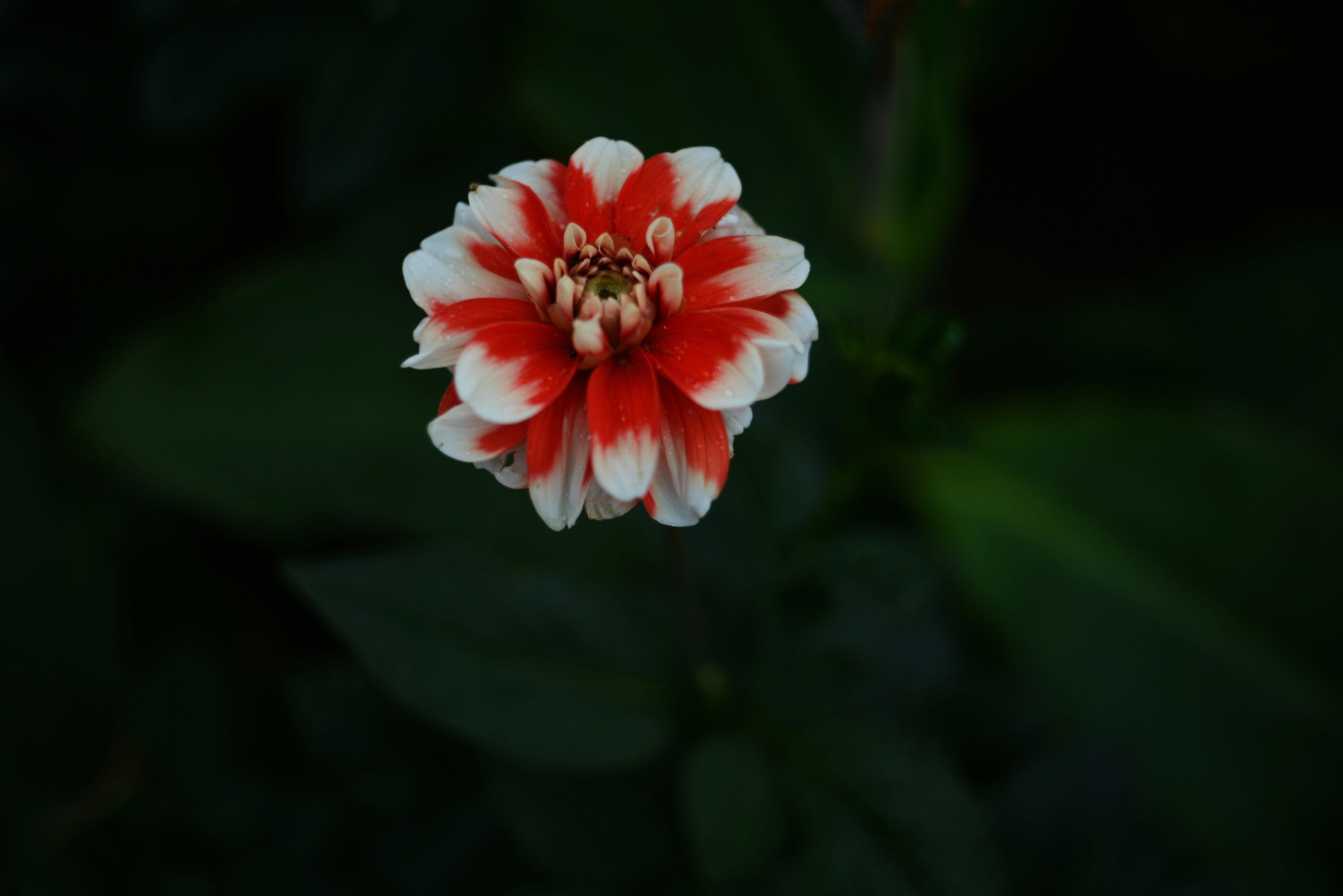 Photo by cherstve_pechivo