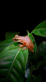 A frog sitting on top of a green leaf