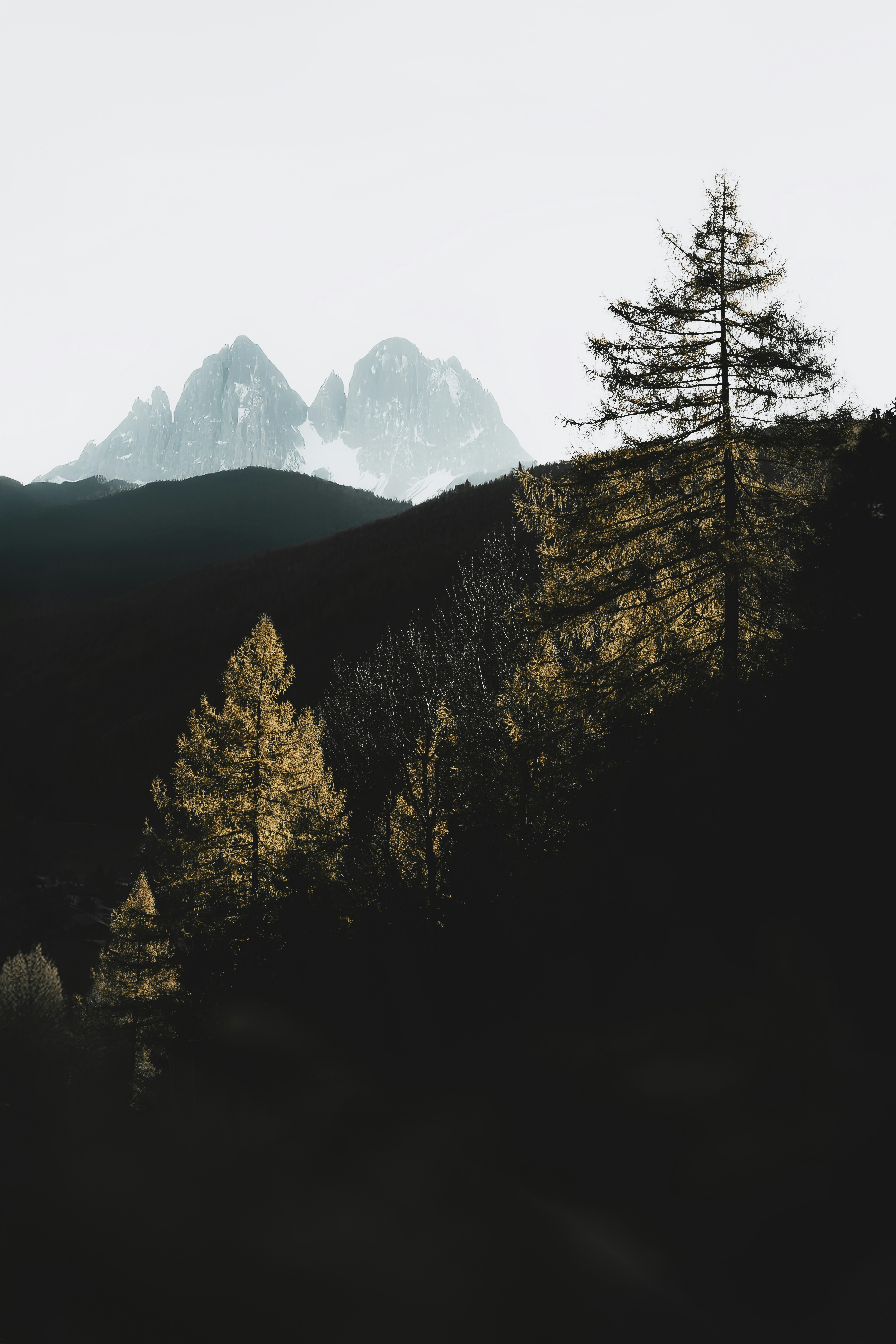 A view of a mountain range with trees in the foreground