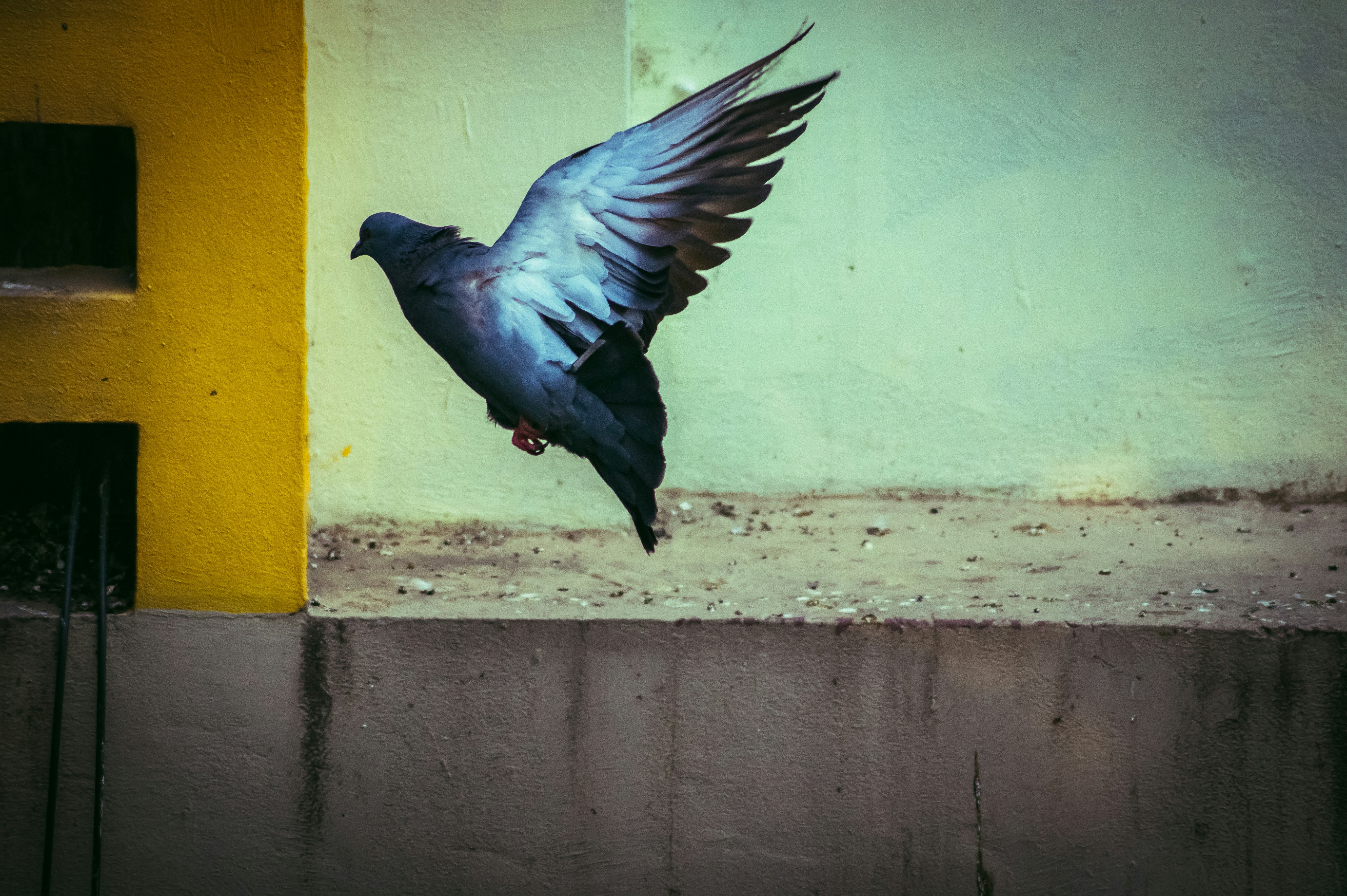 Un dipinto di un uccello sul lato di un edificio