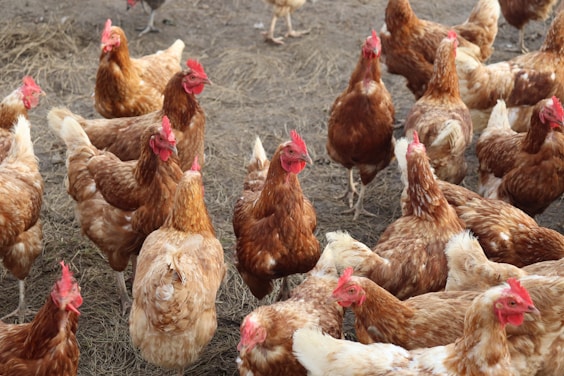 A group of chickens standing around in a field