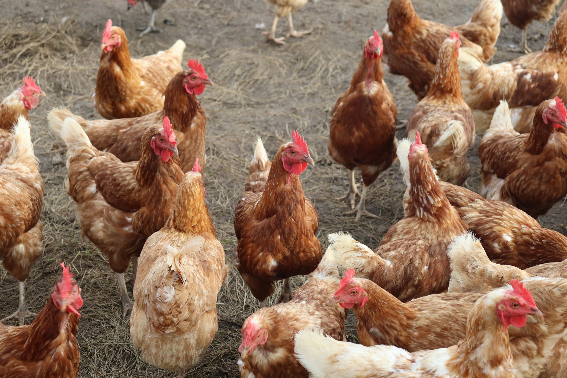 A group of chickens standing around in a field