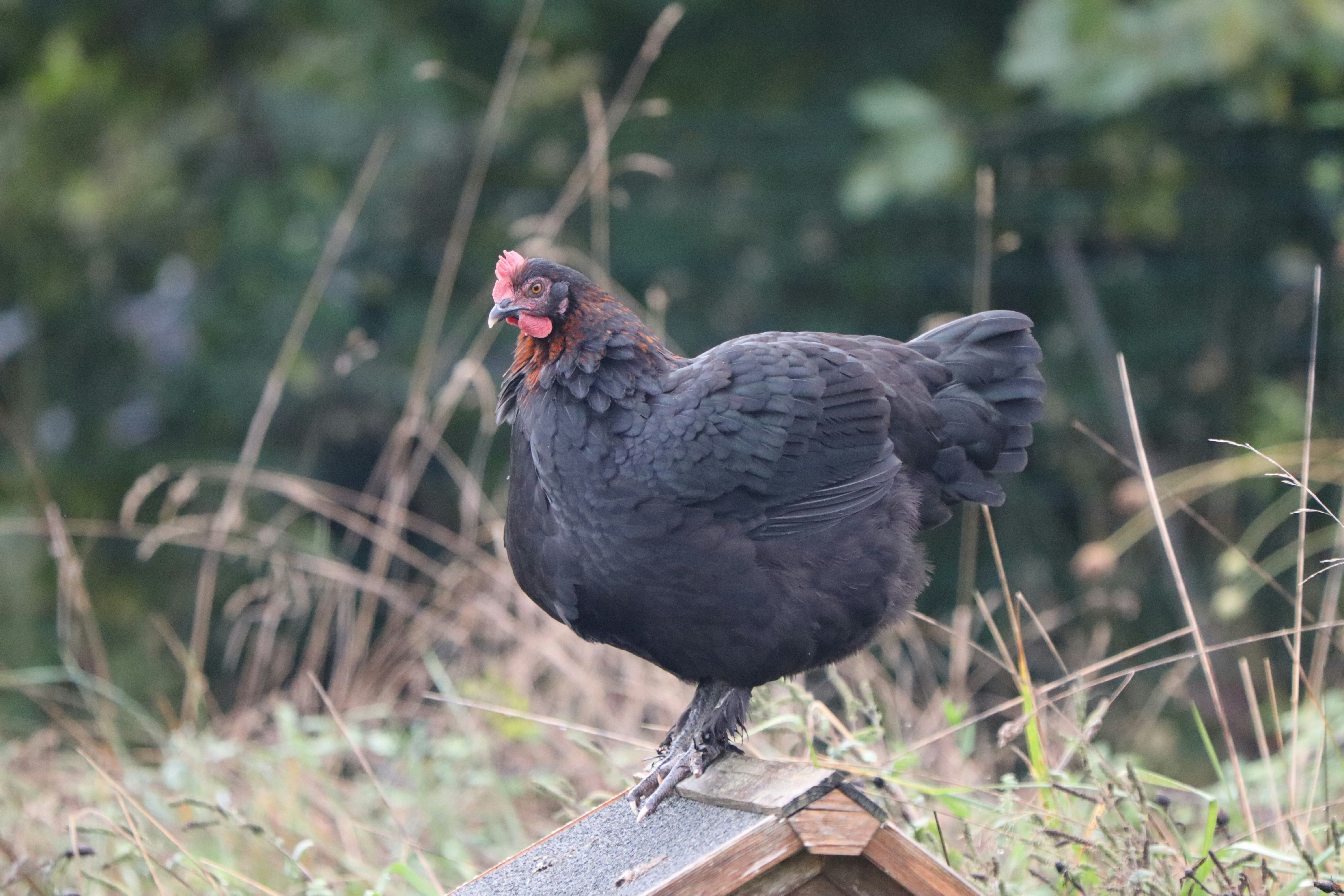 A black bird standing on top of a bird house