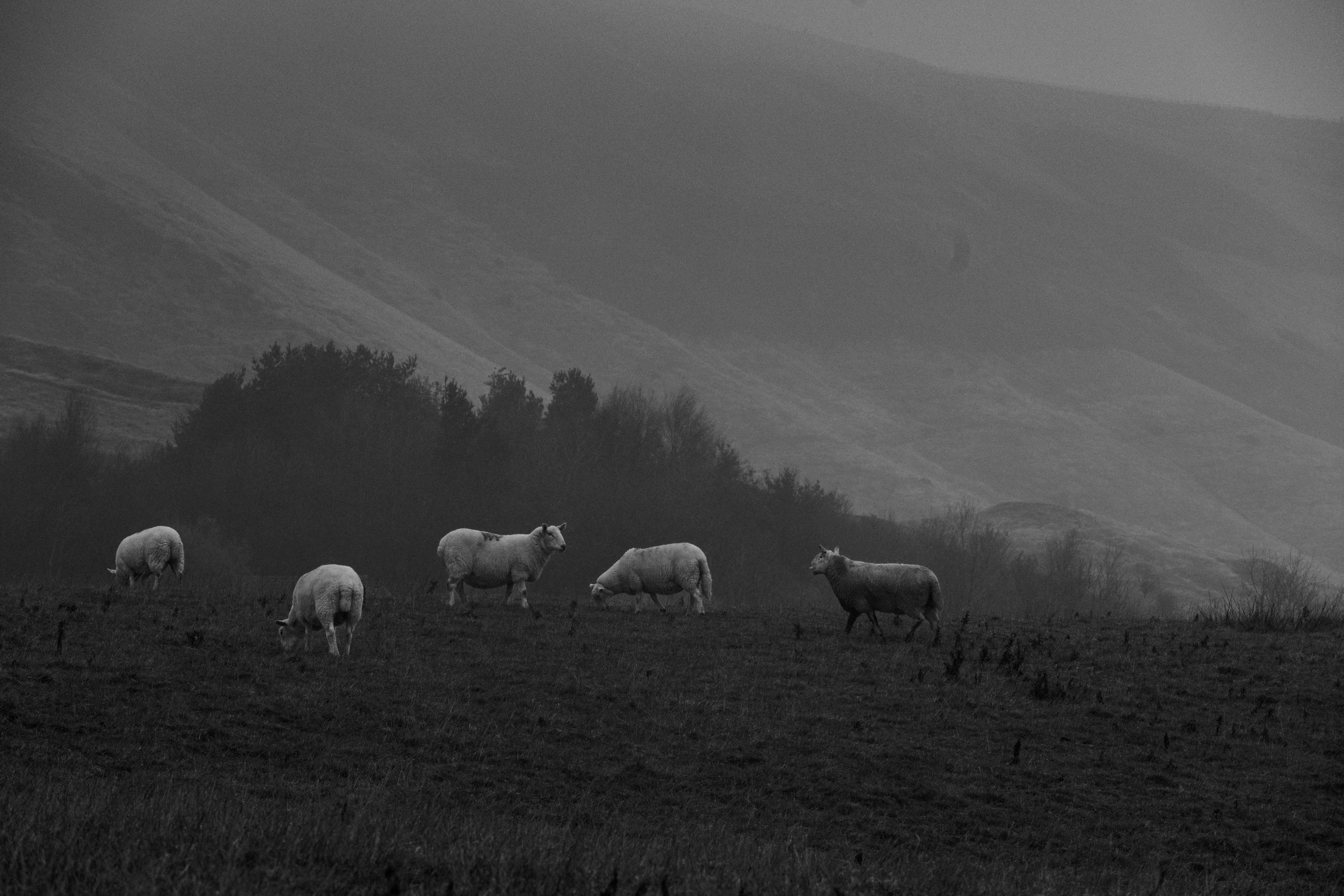 A herd of sheep grazing on a lush green hillside