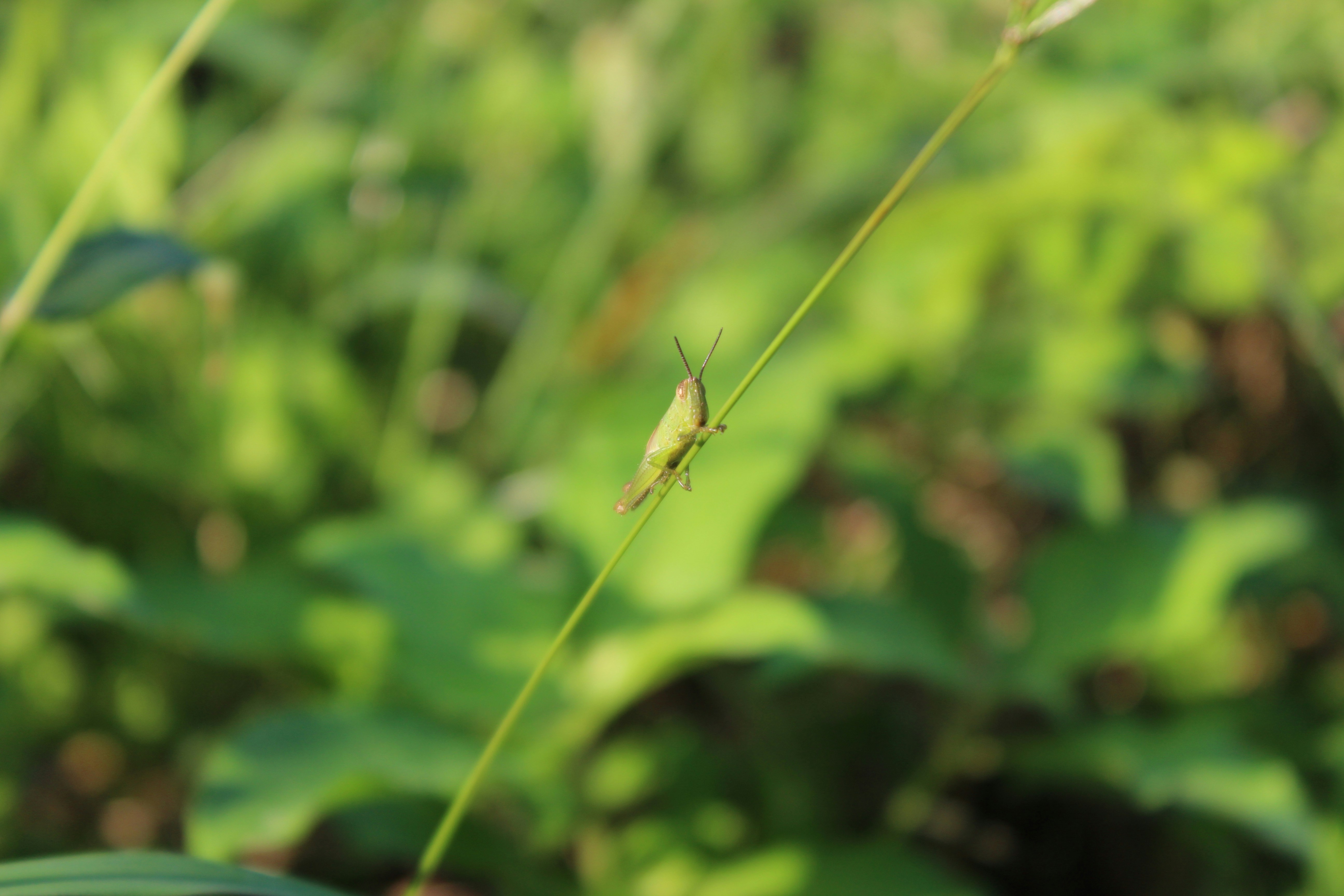 Photo by photogitthi