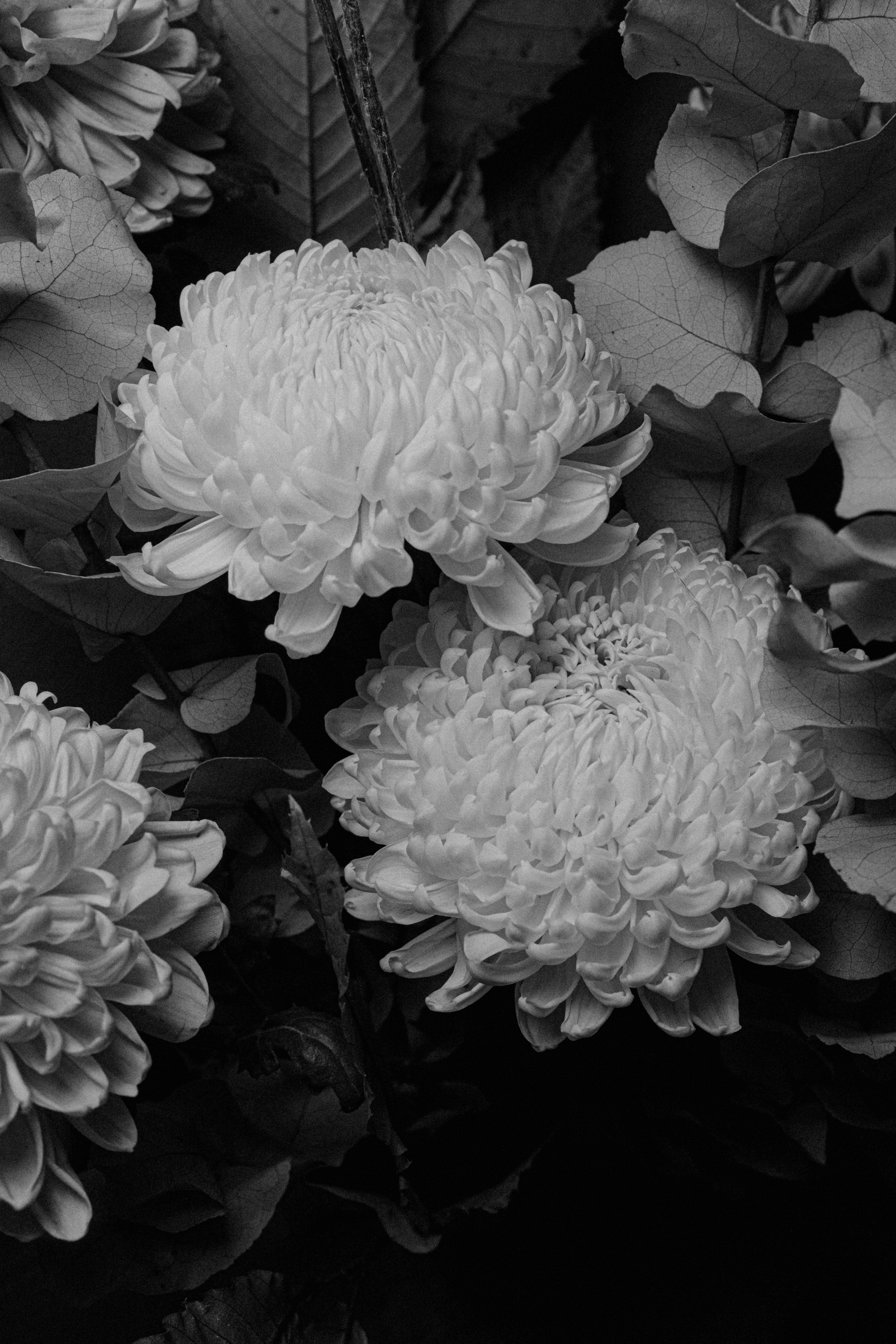 A black and white photo of a bunch of flowers