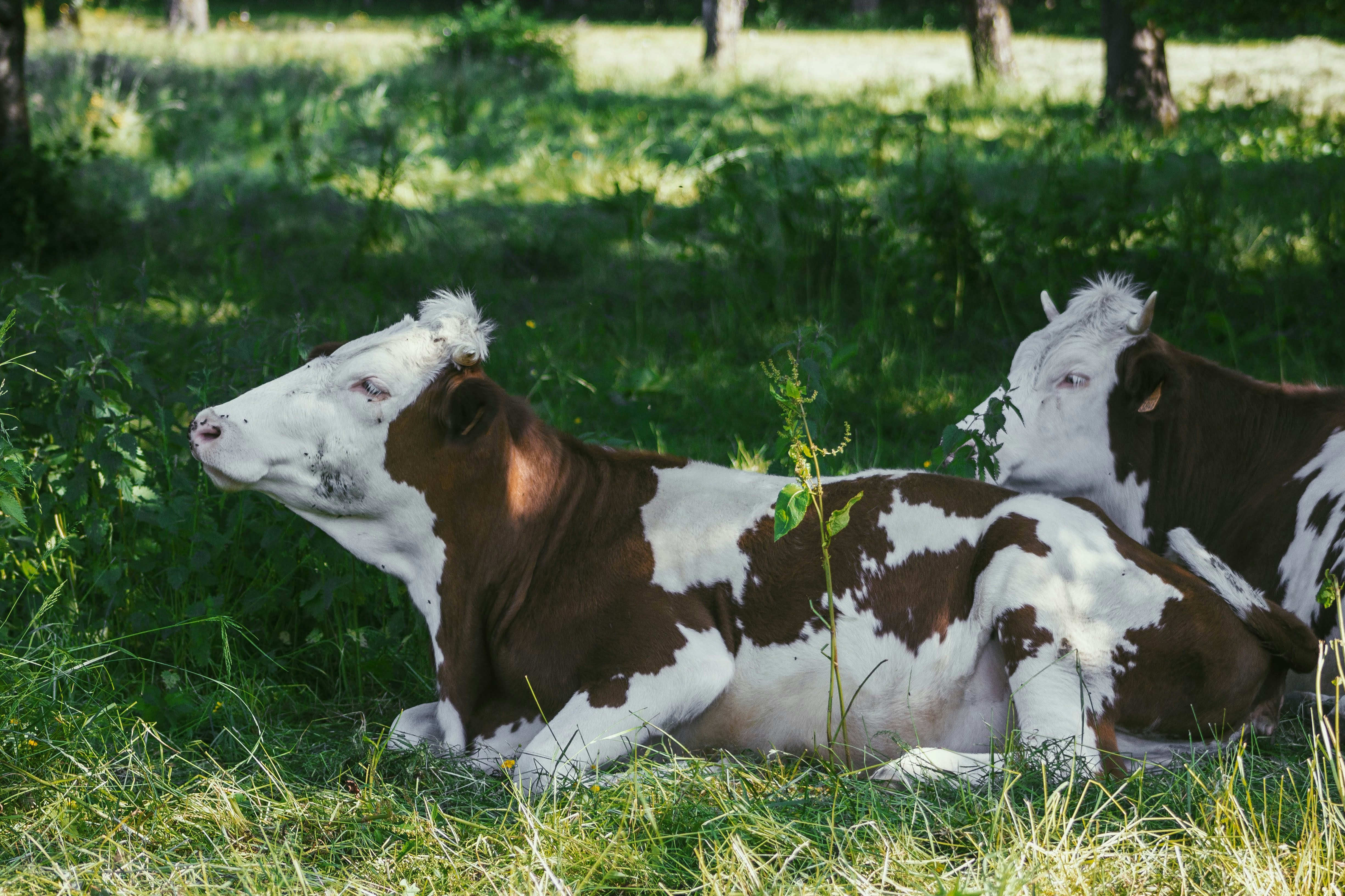 Photo by elise_engel