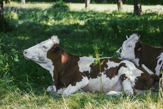 Two brown and white cows laying in the grass
