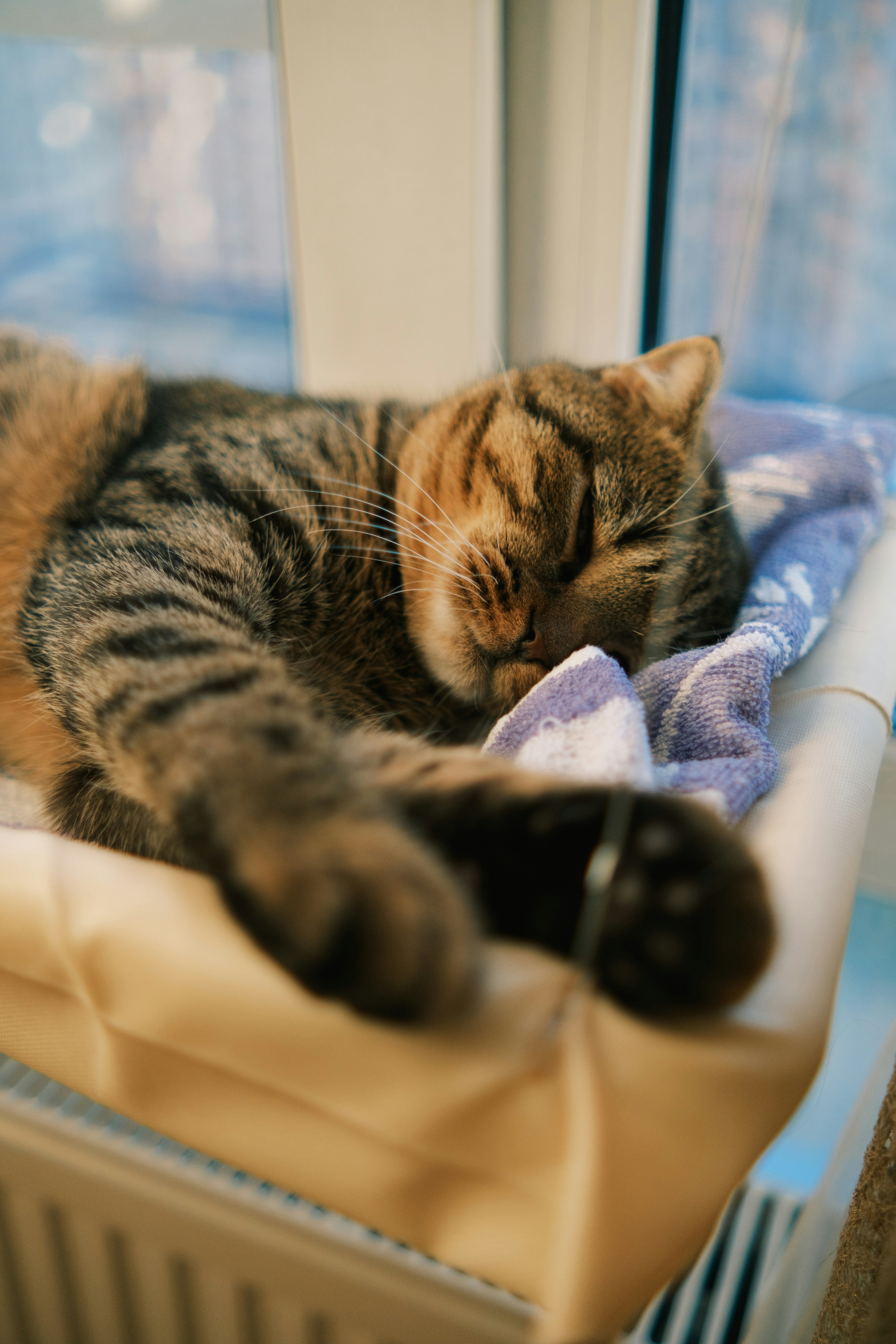 The Heated Cat Bed That Rivals Your Own Mattress (image credits: unsplash)