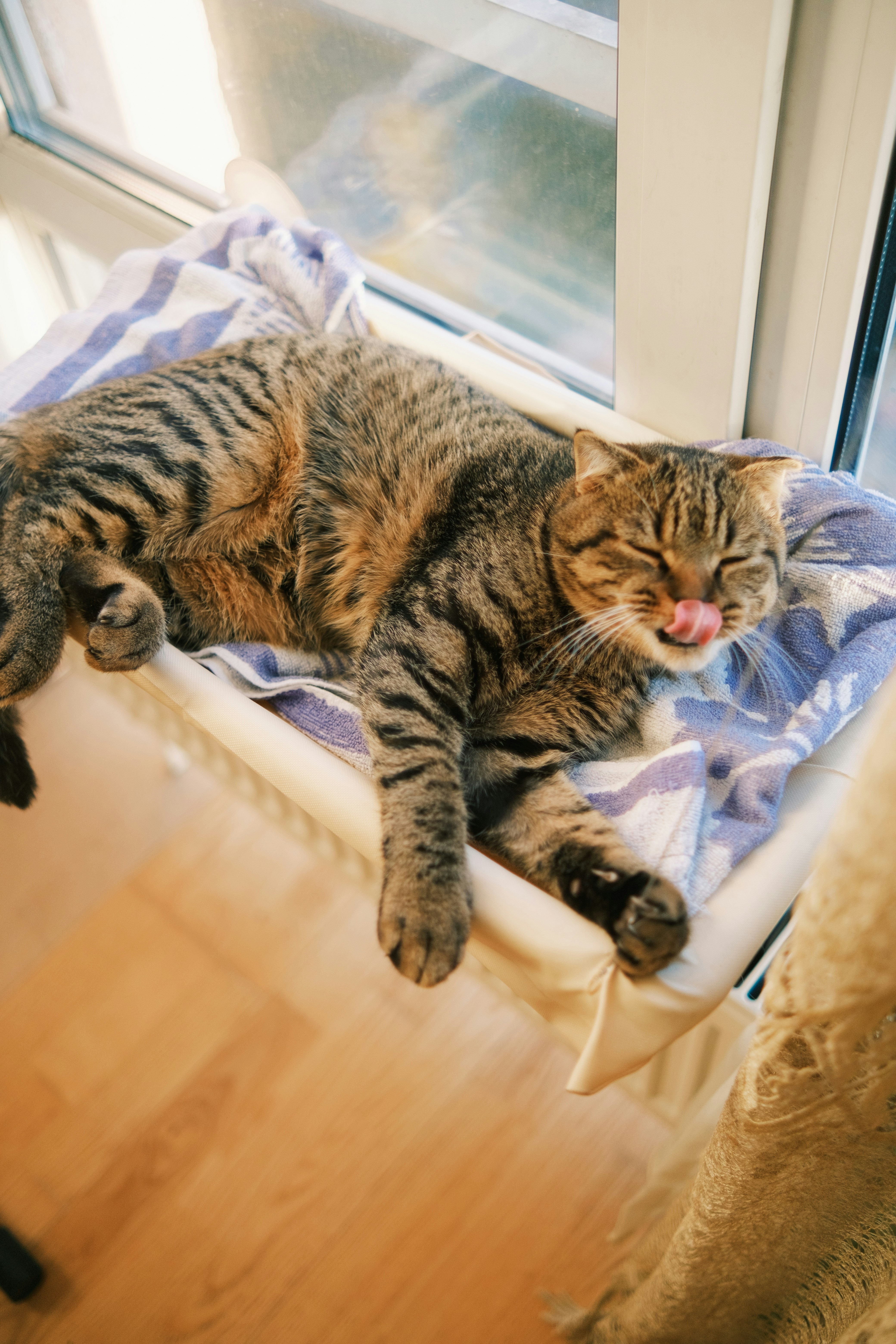 Upgrade Basic Cat Beds to Heated Comfort Zones (image credits: unsplash)