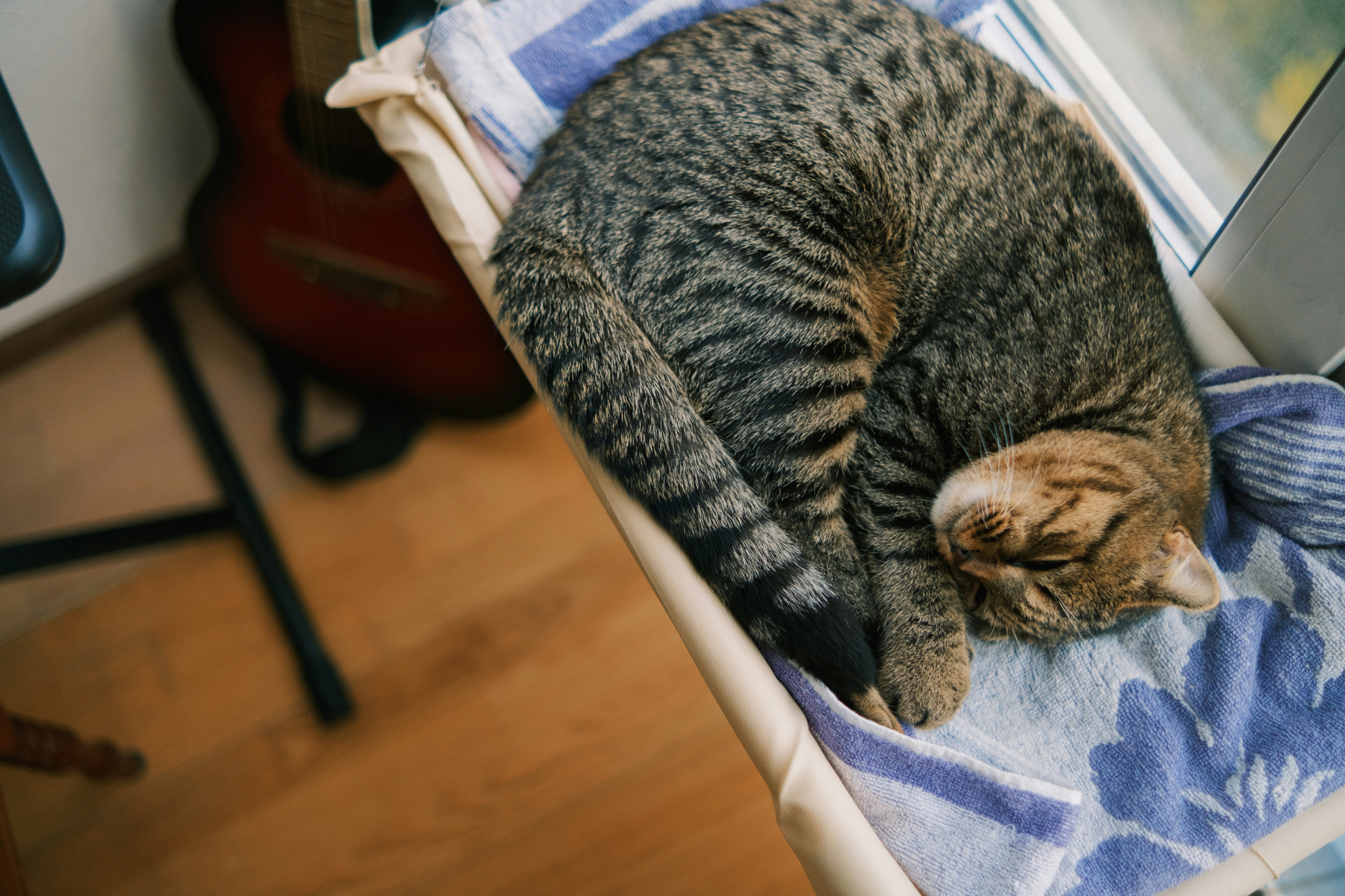 Cat sleeping on cozy bed