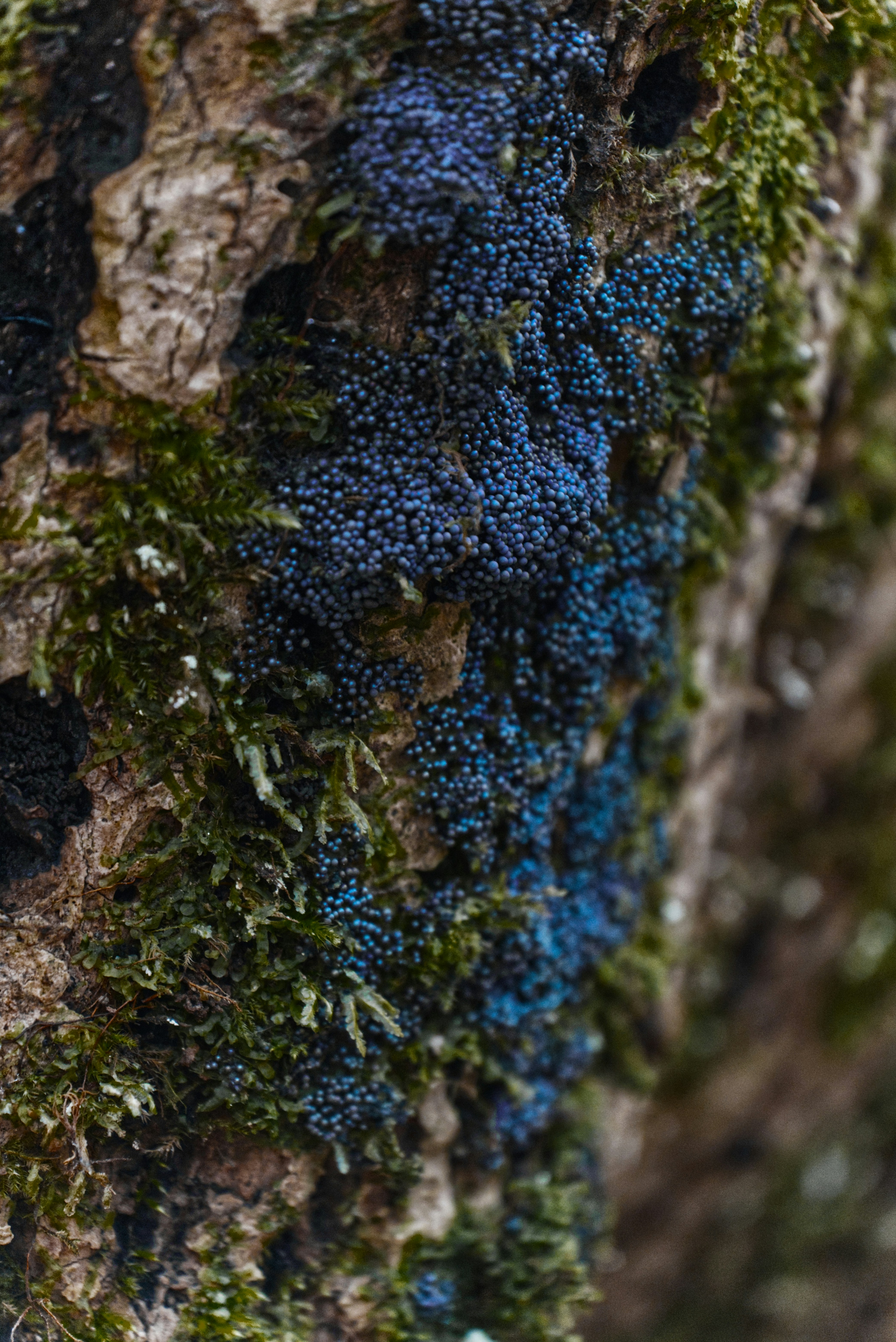 A close up of a tree with moss growing on it