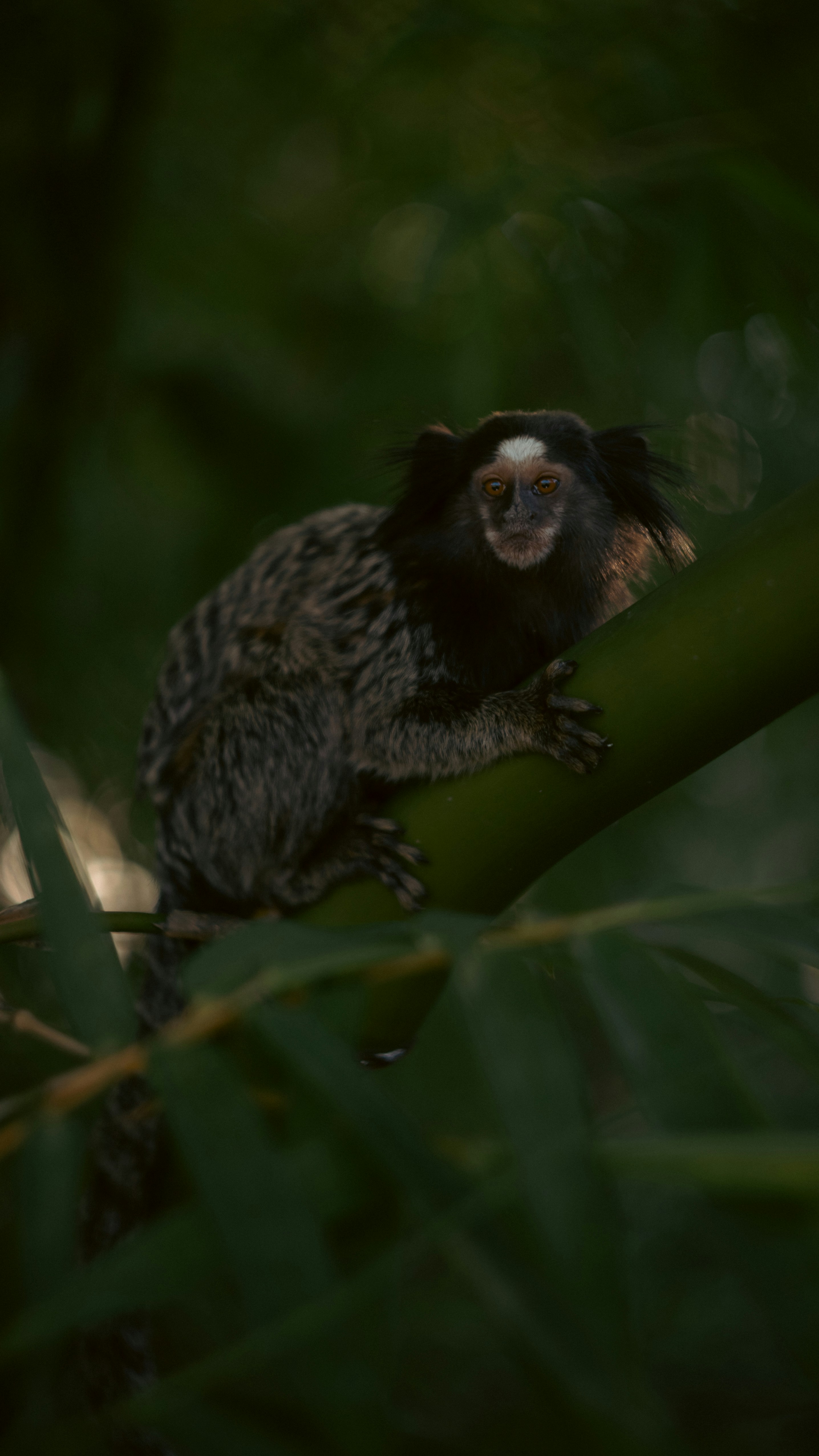 Photo by lucasdalamartaphoto