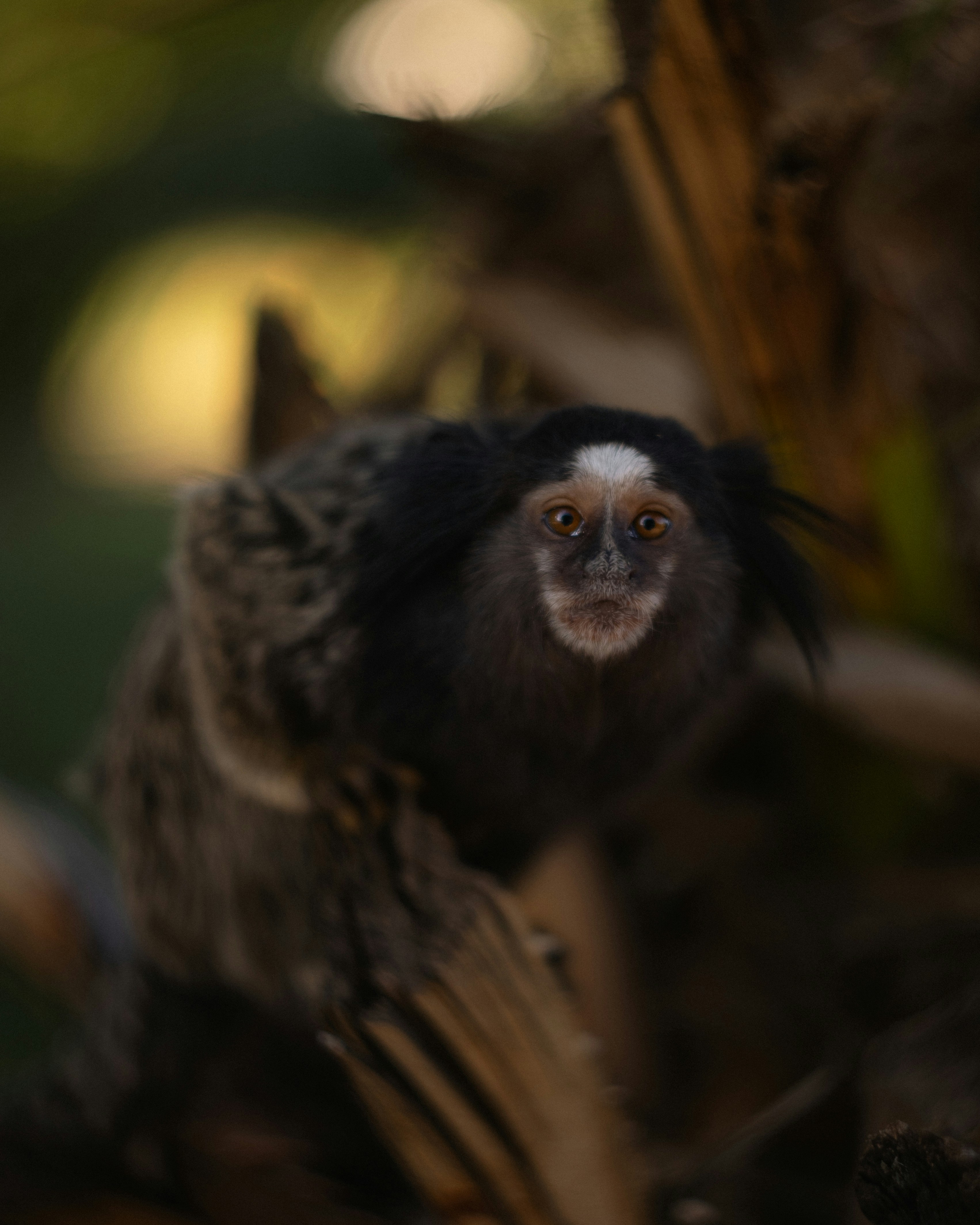 Photo by lucasdalamartaphoto