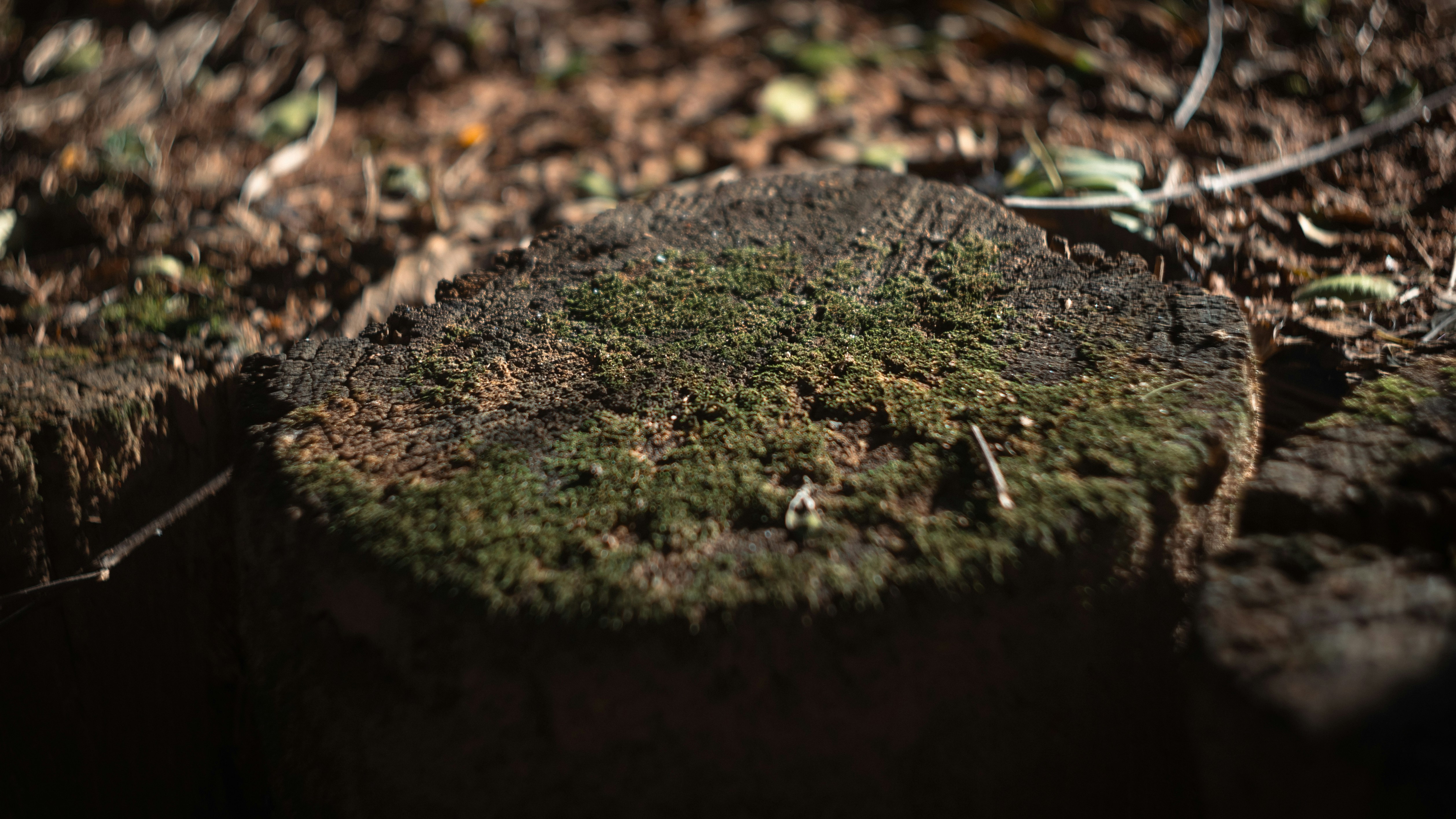 Photo by lucasdalamartaphoto