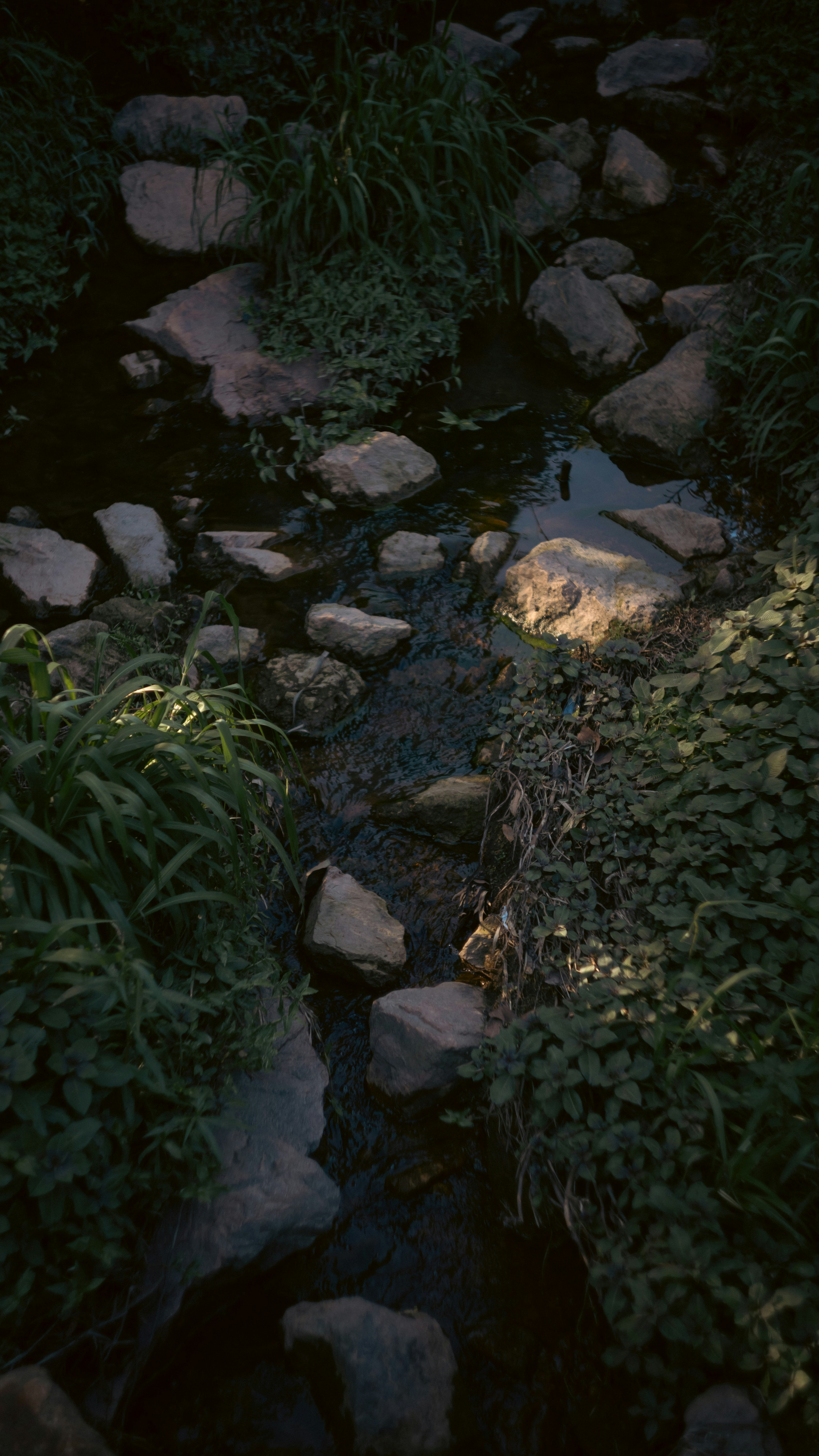 A stream running through a lush green forest photo – Free Nature Image ...