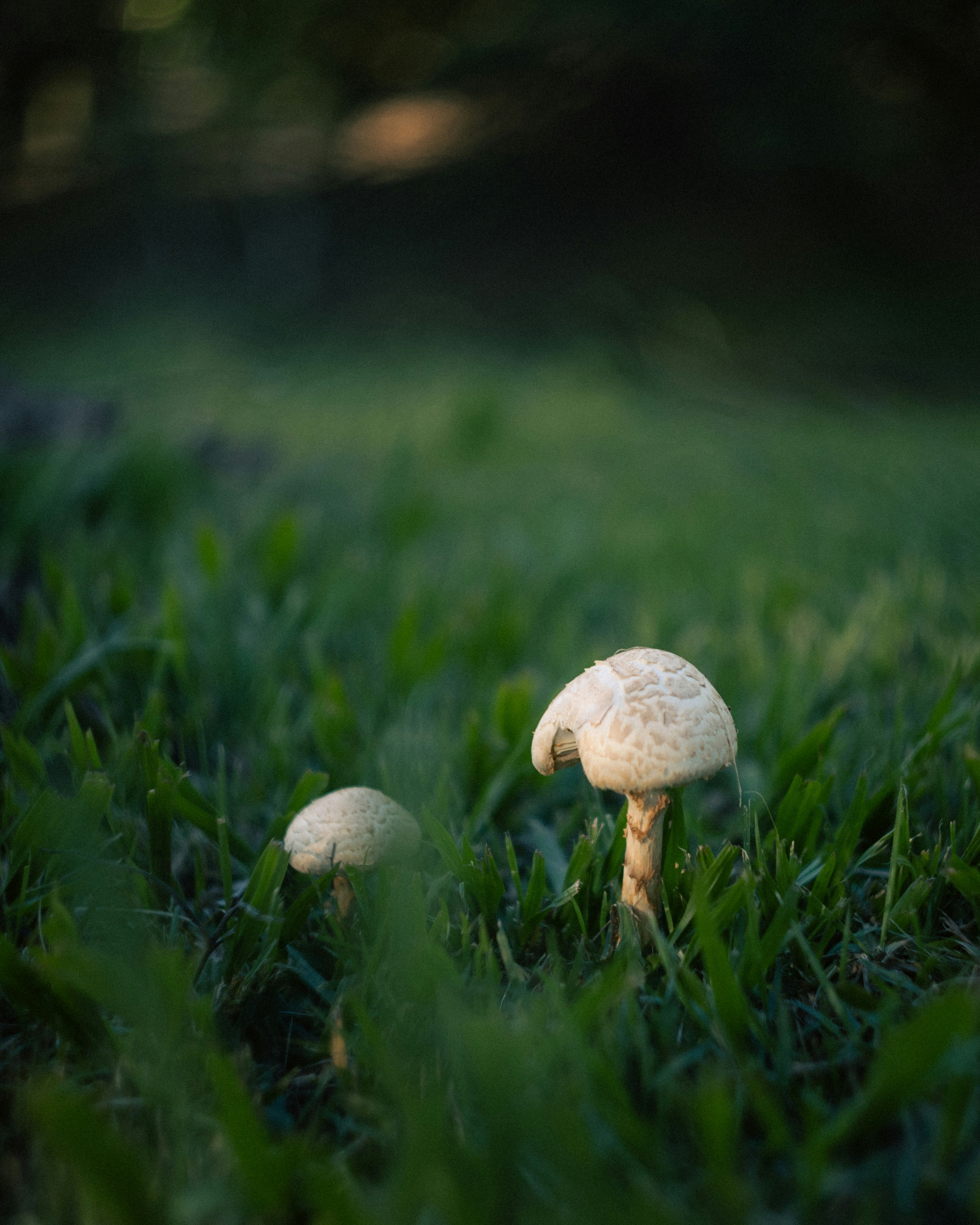 Photo by lucasdalamartaphoto