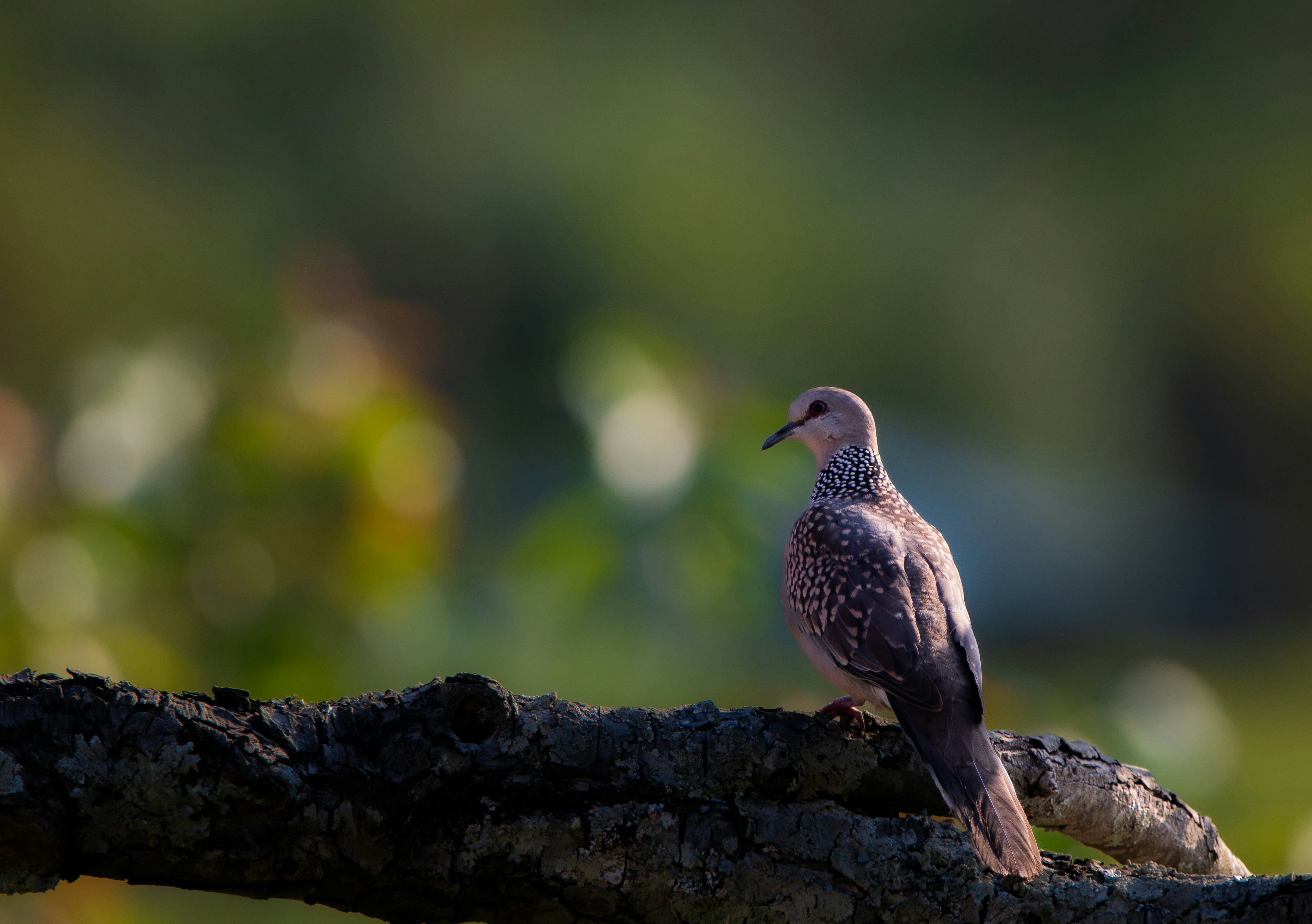 Photo by saiteja_varma