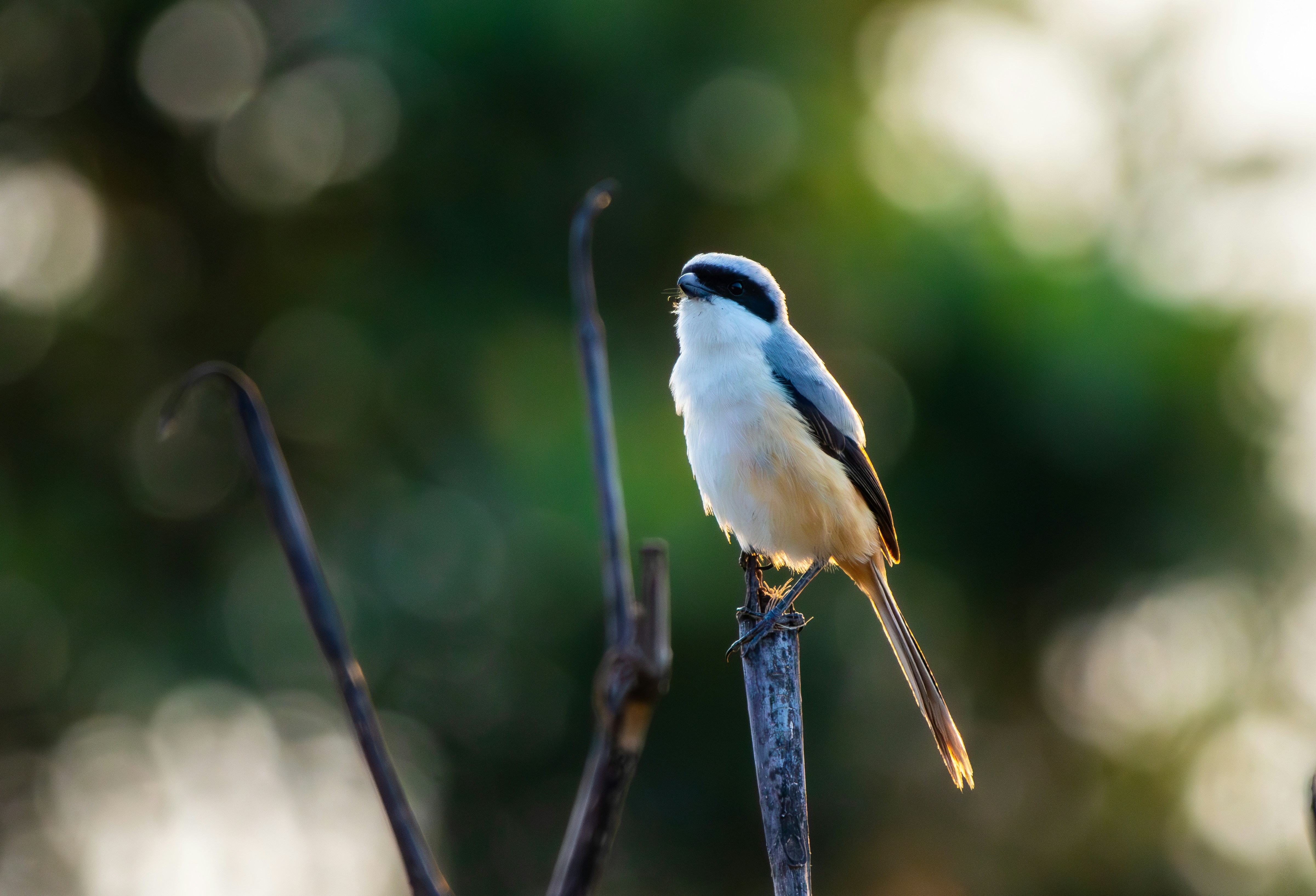 Photo by saiteja_varma