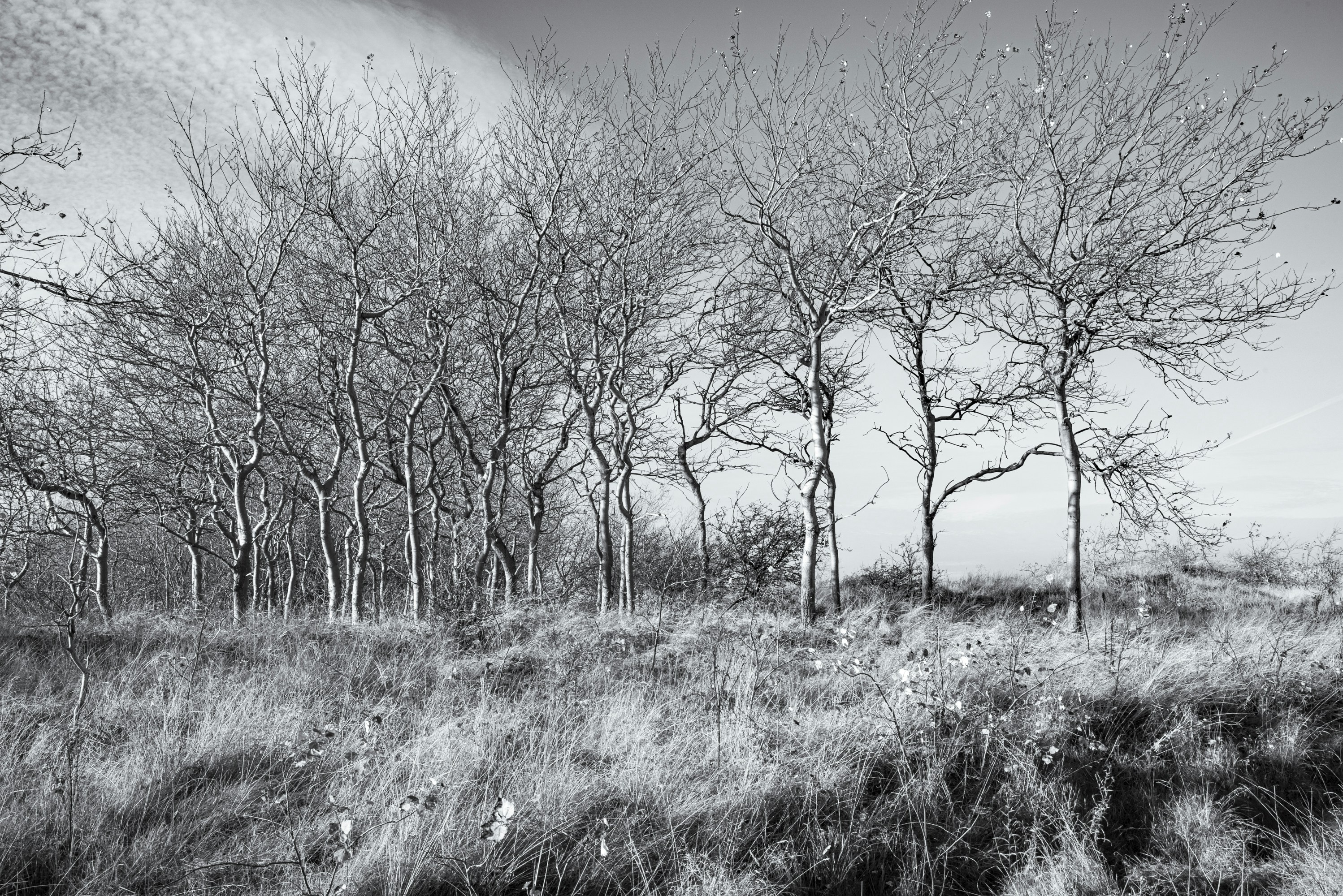 A black and white photo of trees in a field